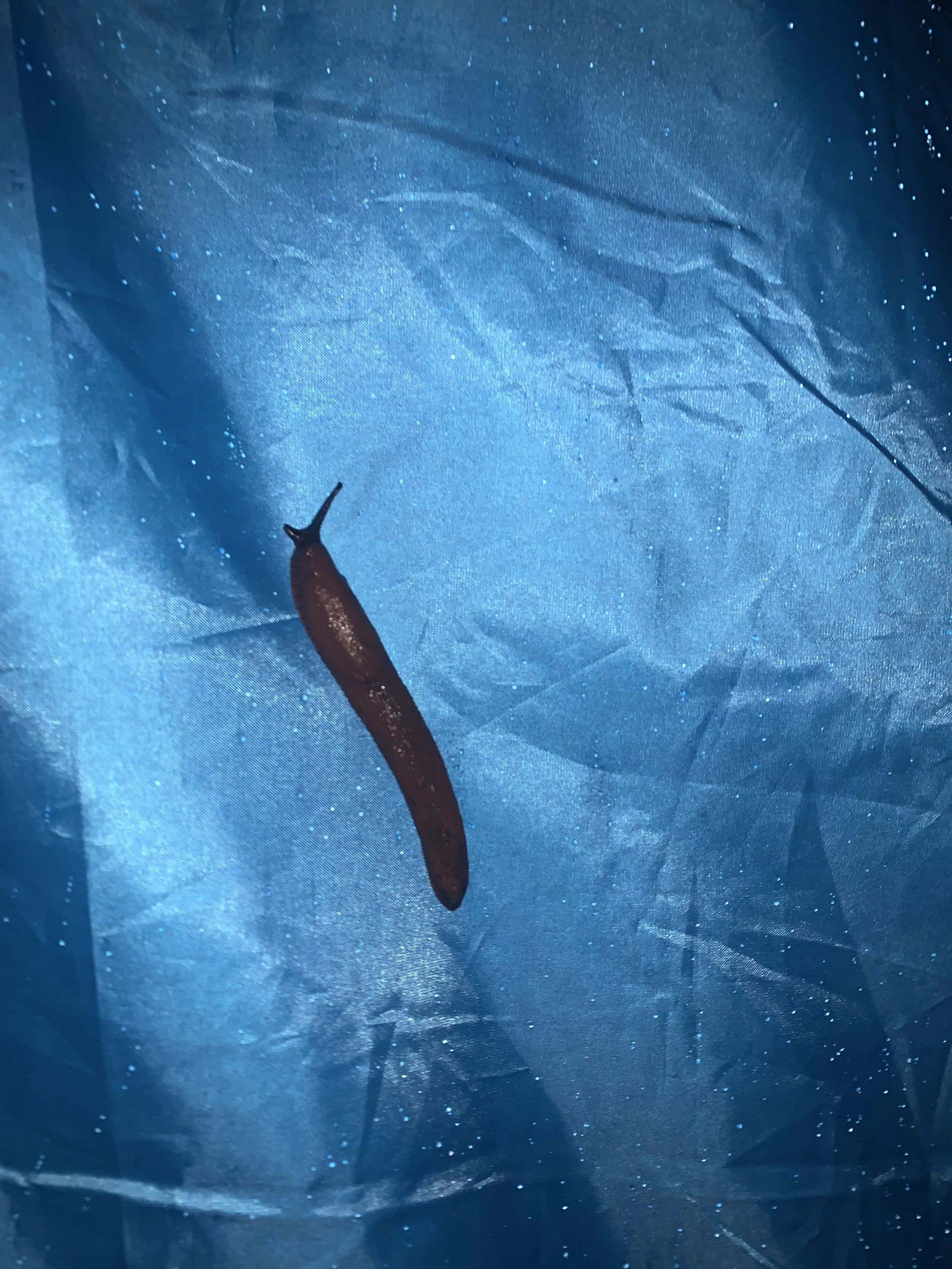 A small, dark-colored slug with a pointed tail on a shiny, wrinkled blue surface.
