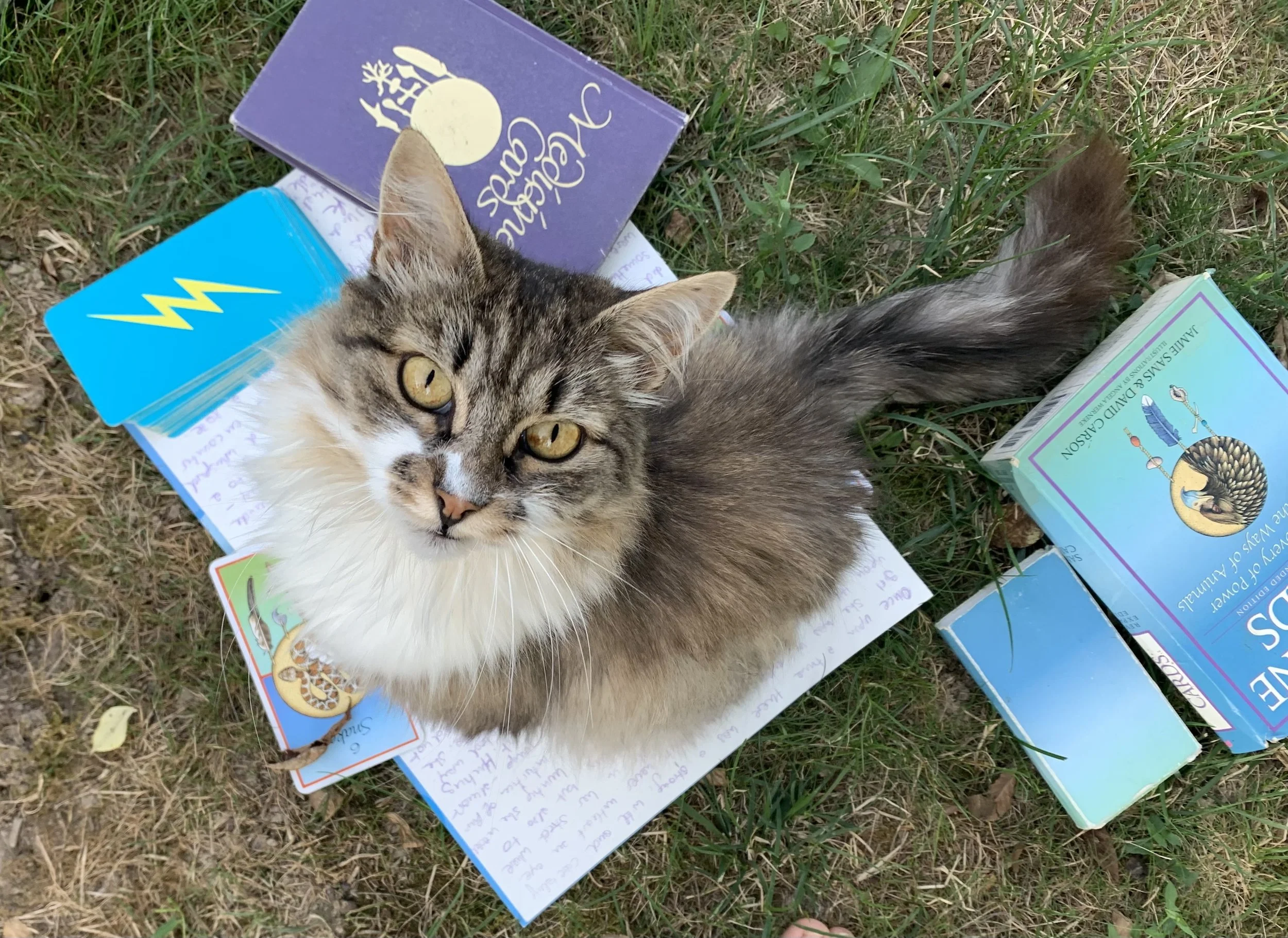 A fluffy gray and white tabby cat with yellow eyes looking up at the camera, lying on grass surrounded by children's books and a small blue box.