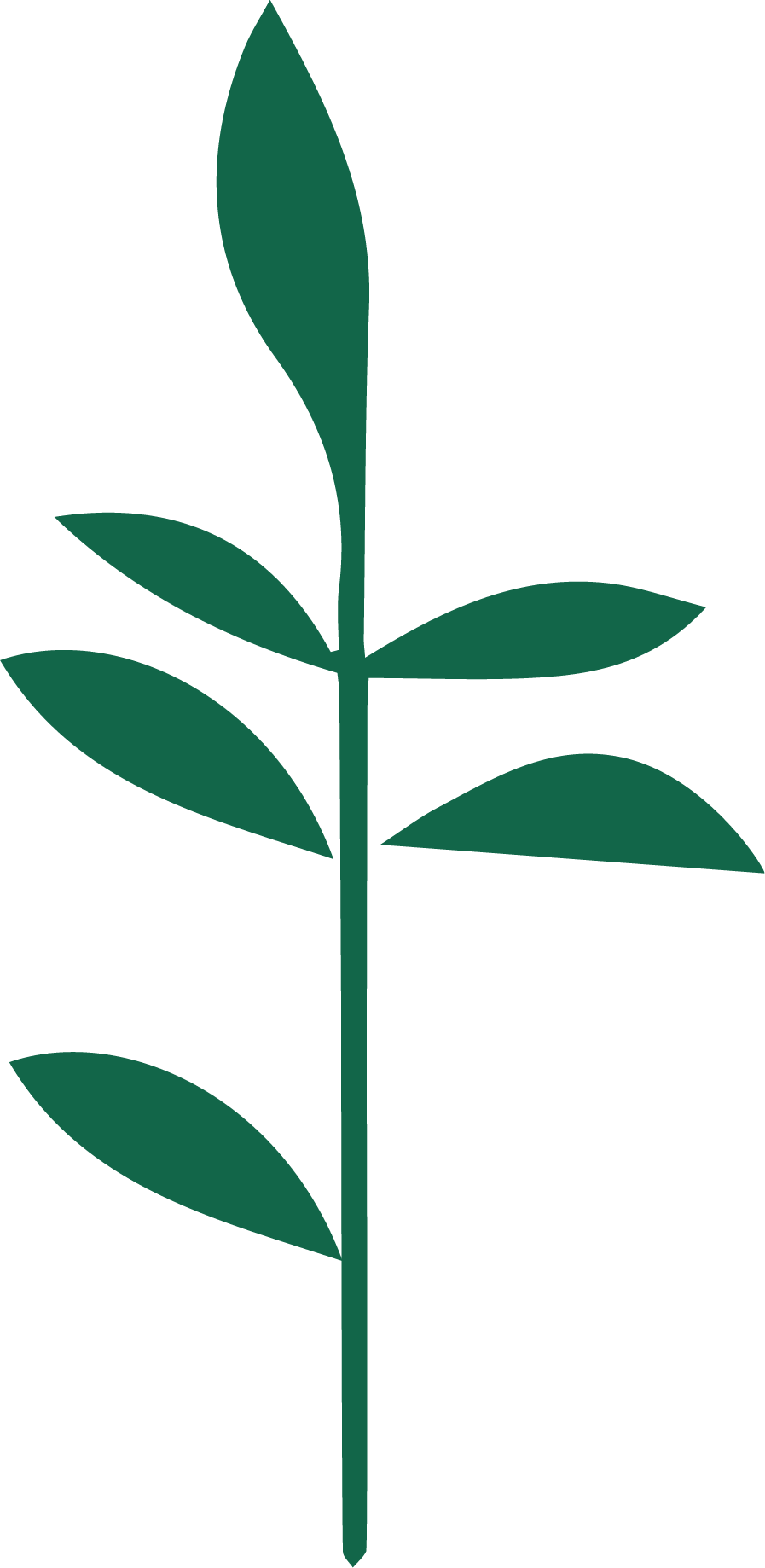 Palestinian Independent Film Festival PIFF  Icon Visual Identity. A simple illustration of a green leafy plant with multiple elongated leaves along its stem.
