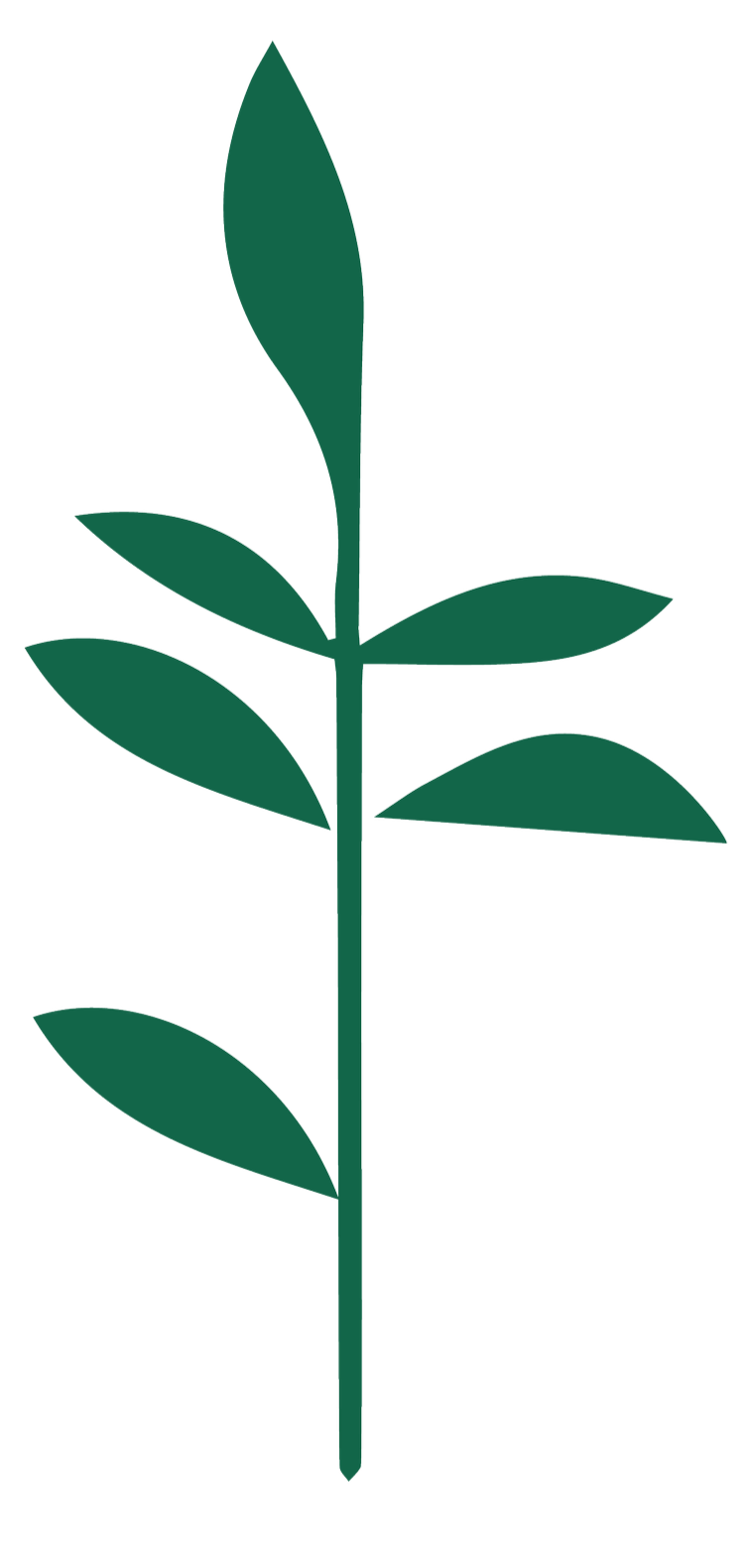 Palestinian Independent Film Festival PIFF  Icon Visual Identity. A simple illustration of a green leafy plant with multiple elongated leaves along its stem.