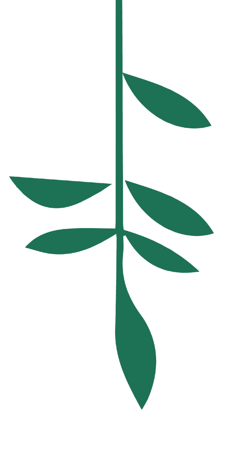 Palestinian Independent Film Festival PIFF  Icon Visual Identity. A leaf - bird shaped Icon with stylized, symmetrical design extracted from Palestinian Kufiya.