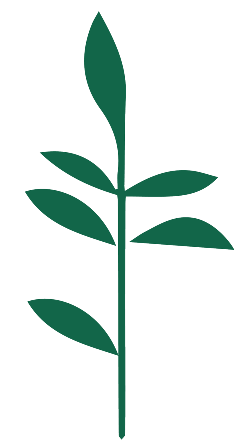 Palestinian Independent Film Festival PIFF  Icon Visual Identity, Illustration of a green leafy plant with a tall stem and multiple elongated leaves.