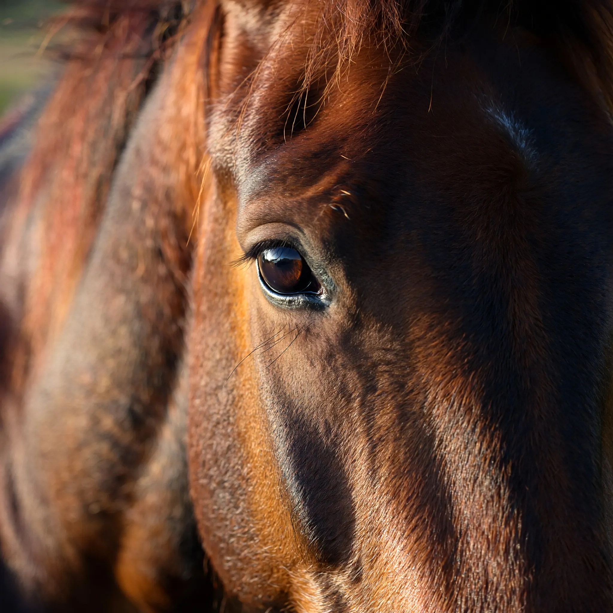 Nahaufnahme eines braunen Pferdes, das Blick in die Kamera hat.