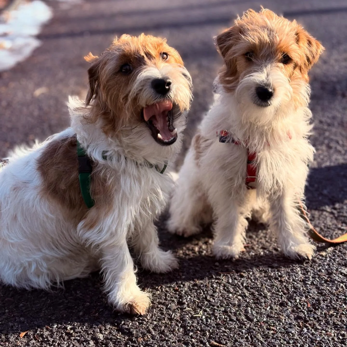 What&rsquo;s popping twin 🐾🐾❤️