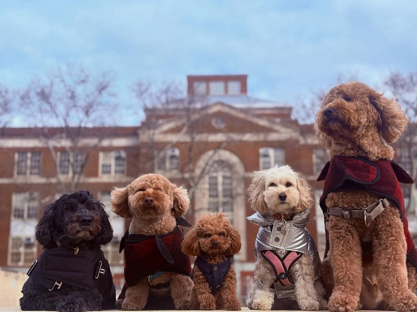 🎅🐾 Merry Christmas from GreatWoofNYC!
We&rsquo;re beyond thankful for all our clients who trust us with their precious pups. Every walk, every wag, every moment means everything to us. We love each and every one of our furry friends and their famil