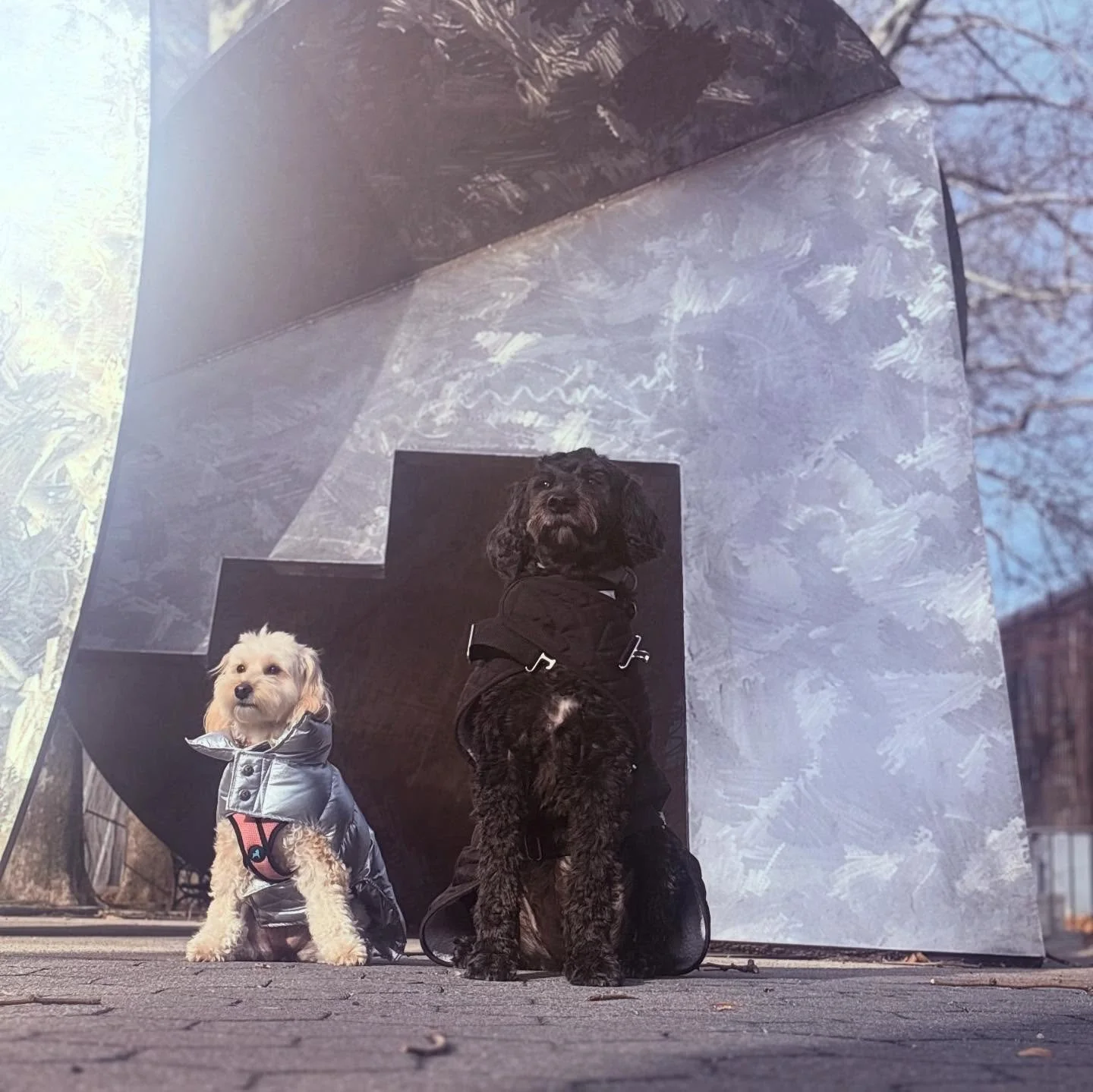 Sugar &amp; Ruby pulled up to shake things up 😤🐾
Silver drip for Sugar, all black everything for Ruby&mdash;Brooklyn inspired, Sugar approved. Street style walks only.  #dogs #dogwalker #dogsitter #dogboarding #dogwalk #dogsofinstagram #newyorkcity