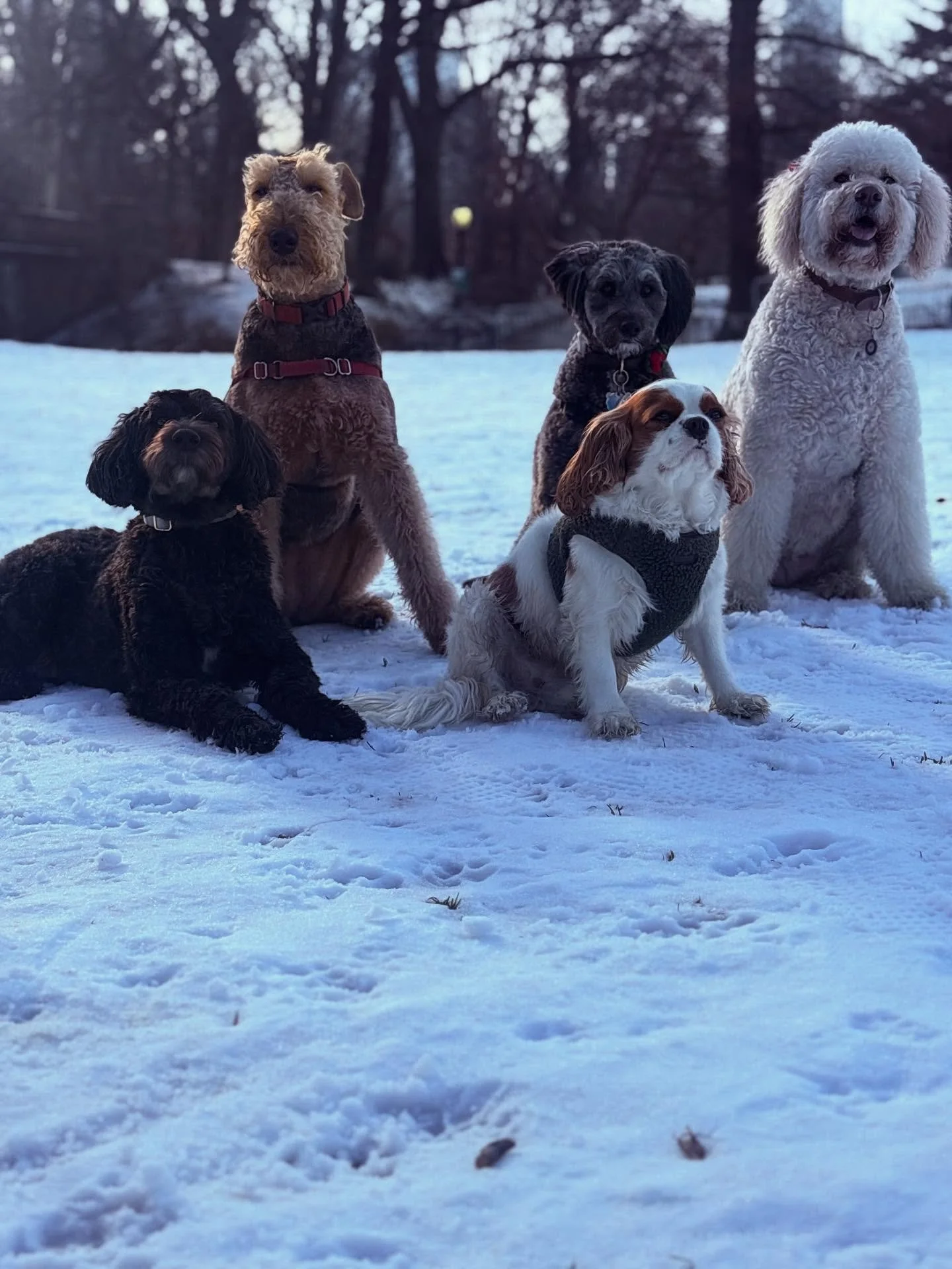 Name a better crew than GreatWoofNYC&hellip; I&rsquo;ll wait. 🌧️☀️❄️
Sun, rain, or snow&mdash;fun is the only thing we know. #dogs #dogwalker #dogsitter #dogboarding #dogwalk #dogsofinstagram #newyorkcity #nyc #uppereastside #upperwestside #lowereas