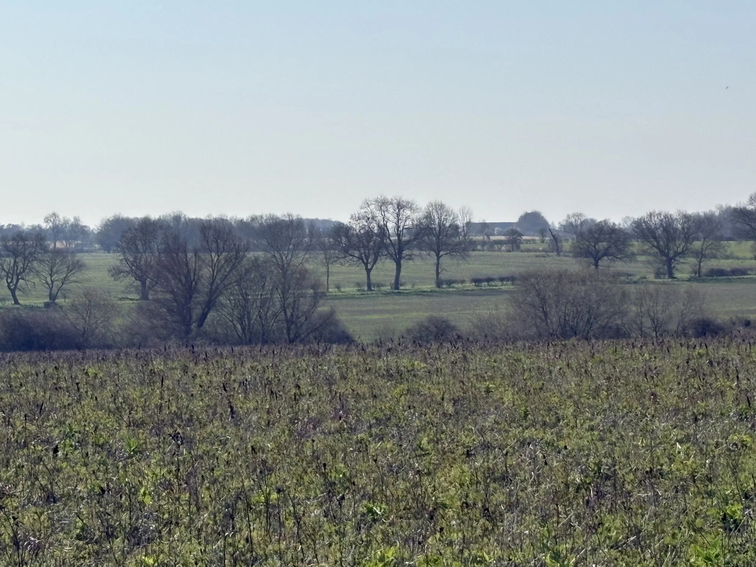 IMG_2972.jpeg