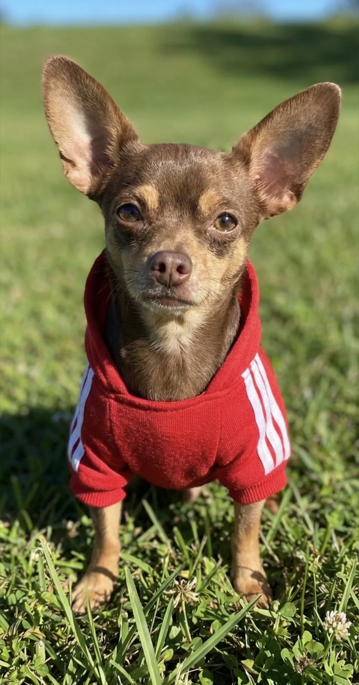 A small brown dog wearing a red hoodie with white stripes, standing on green grass outdoors.