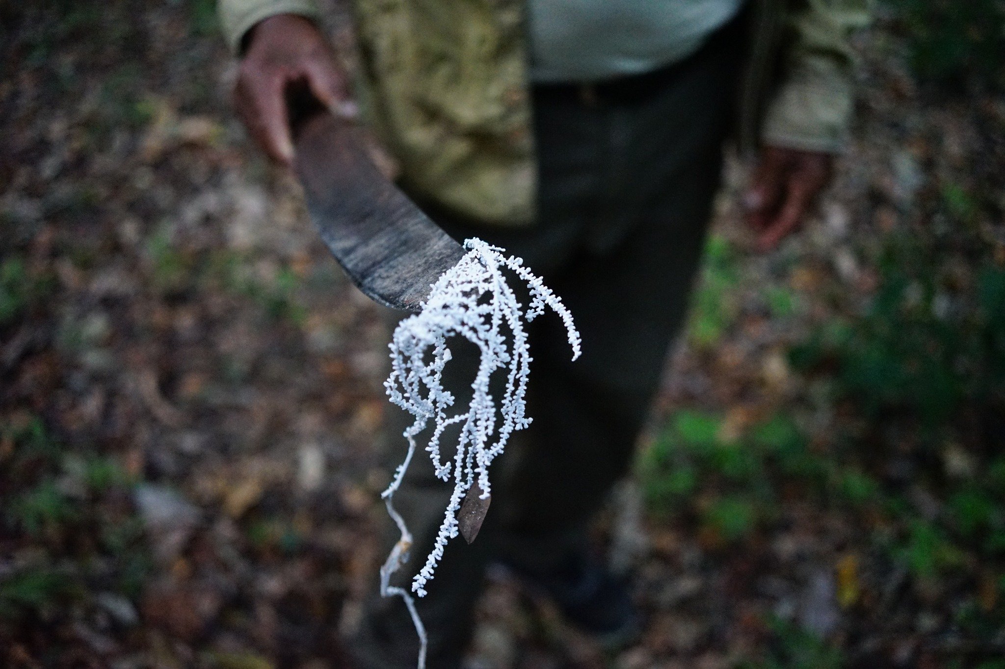 2022, Tambopata National Reserve, Perù.