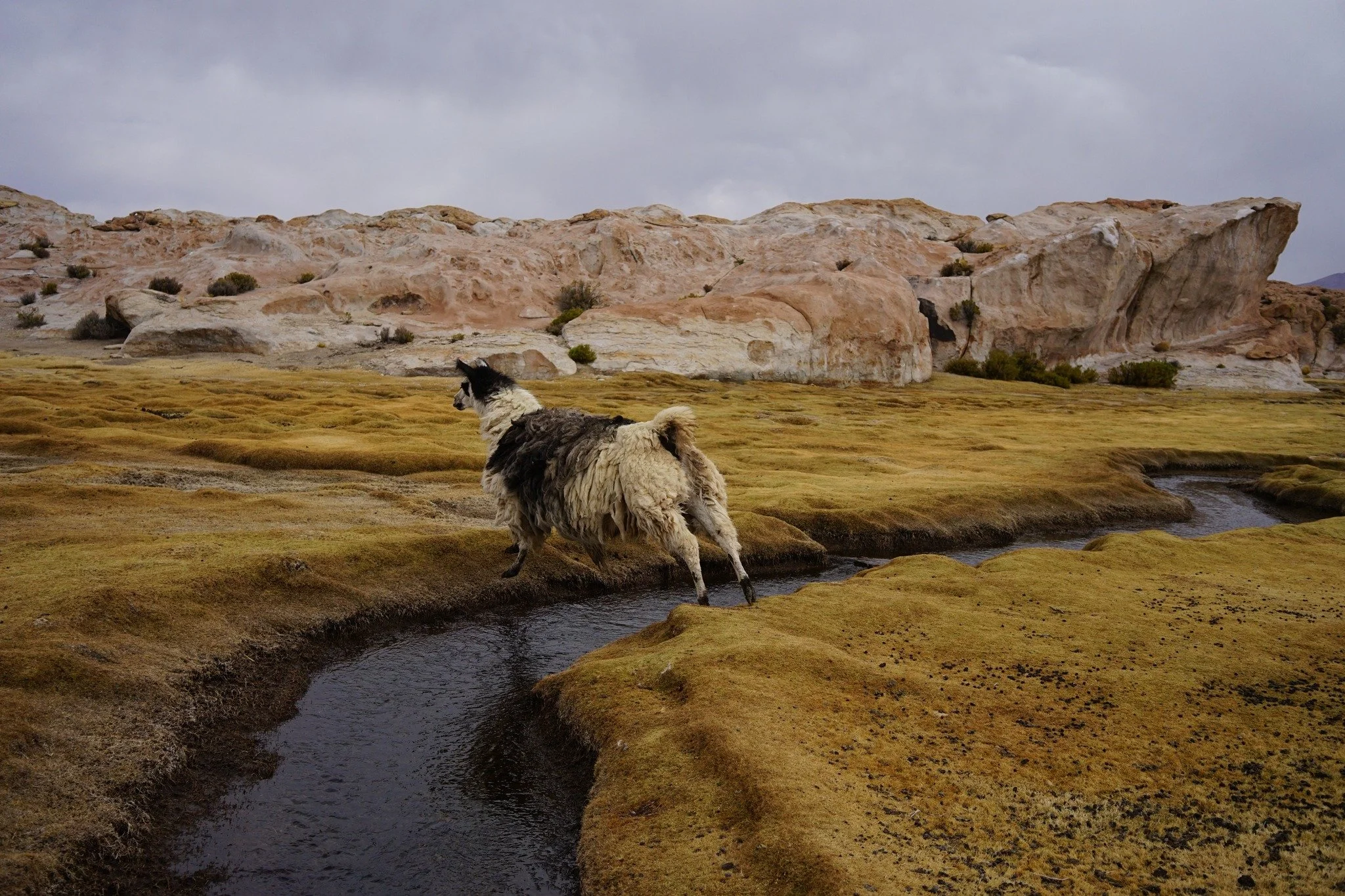 2022, Laguna Negra, Bolivia.