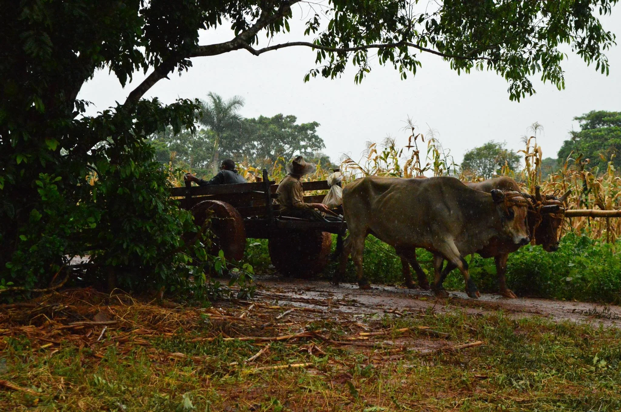 2017, Vinales, Cuba.