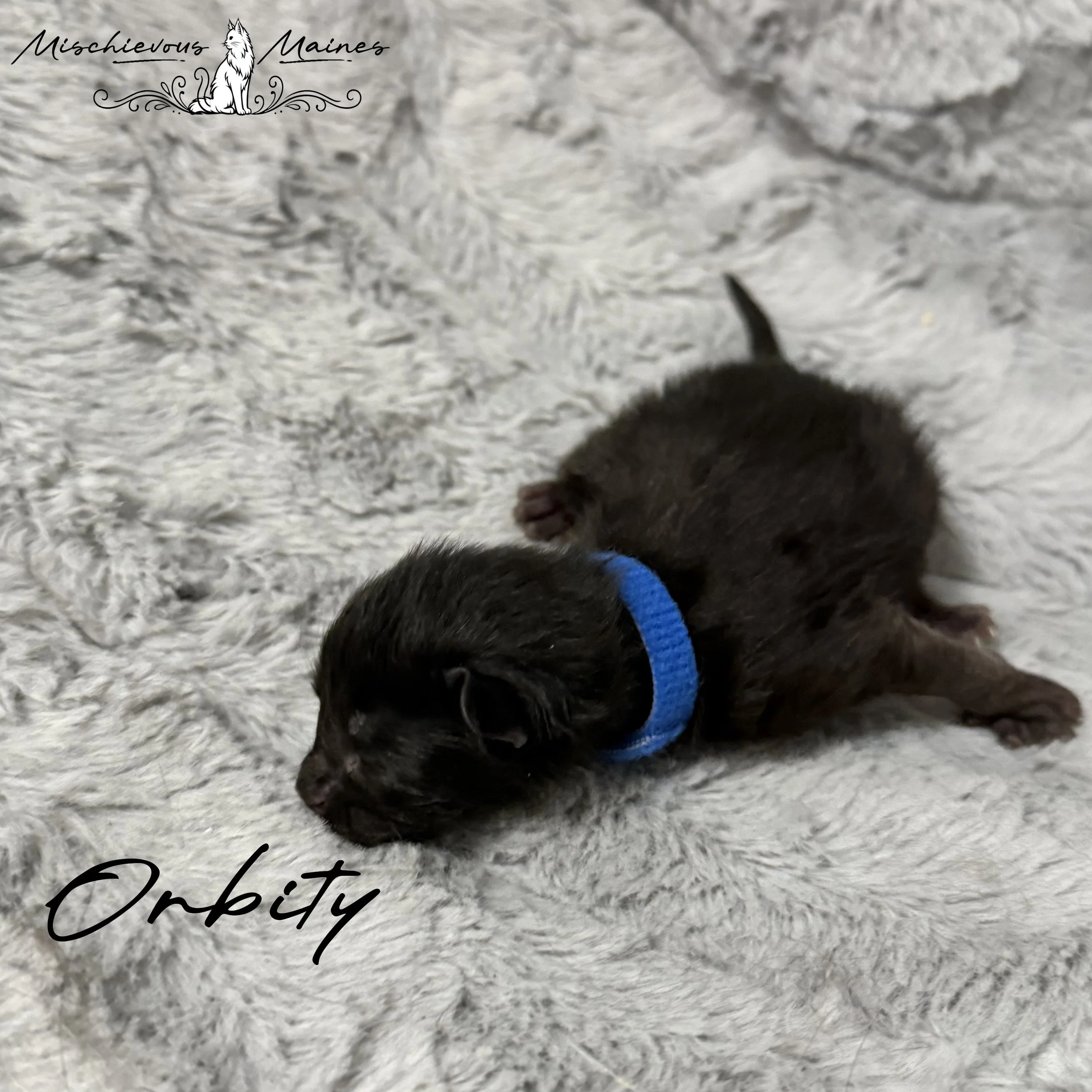 A tiny black and white kitten with blue eyes resting on a soft, cream-colored blanket.