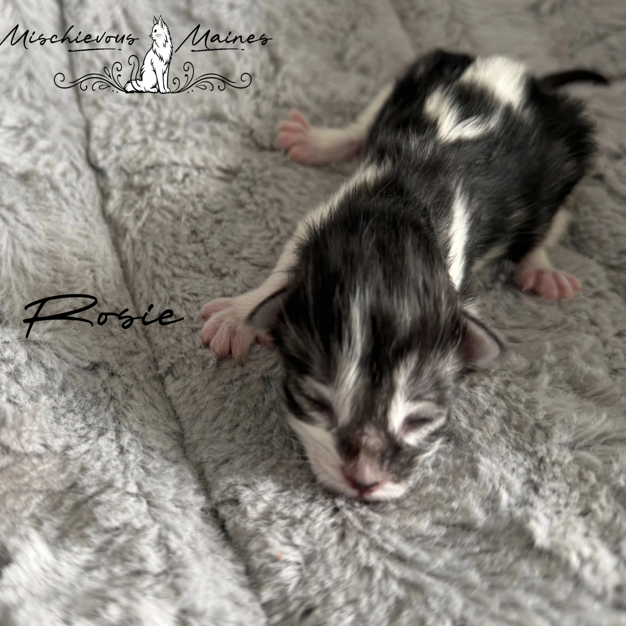A close-up of a gray tabby kitten with large blue eyes and a soft pink nose, lying on a beige surface with a green blanket in the background.