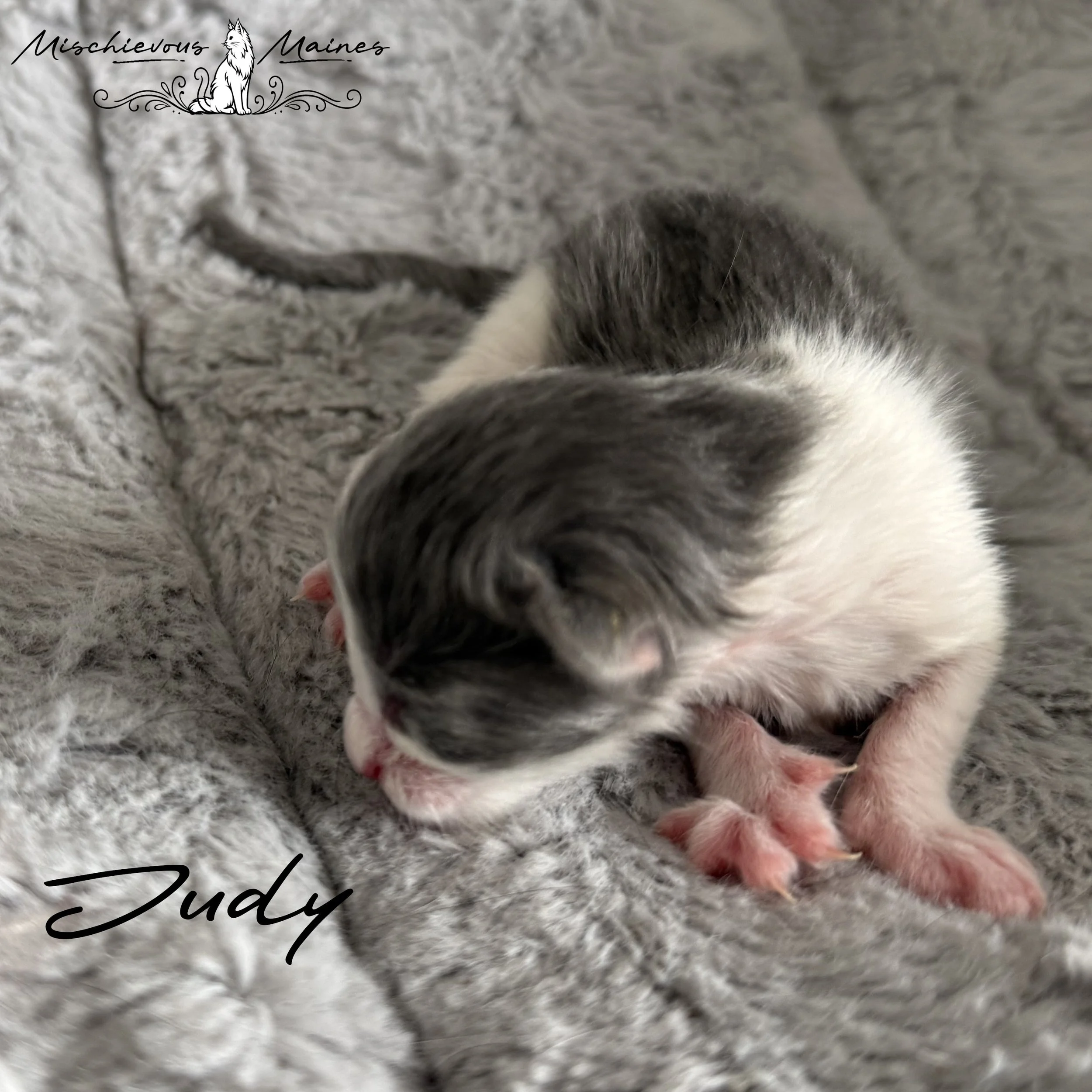 A small kitten with gray and white fur and blue eyes lying on a soft blue pillow, with a beige blanket underneath.