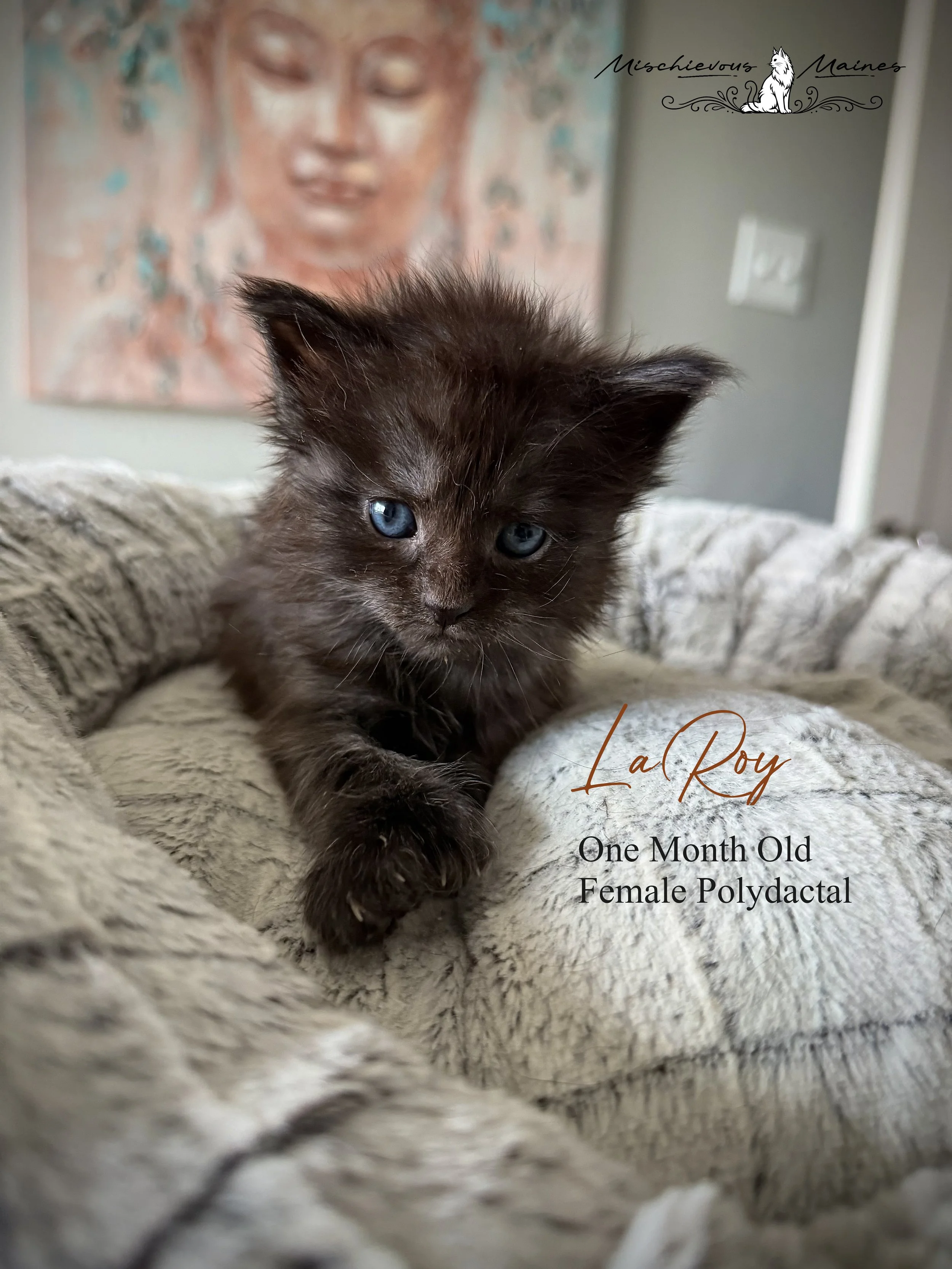 Close-up of a fluffy kitten with blue eyes lying on a soft surface next to a yellow and blue ball of yarn.