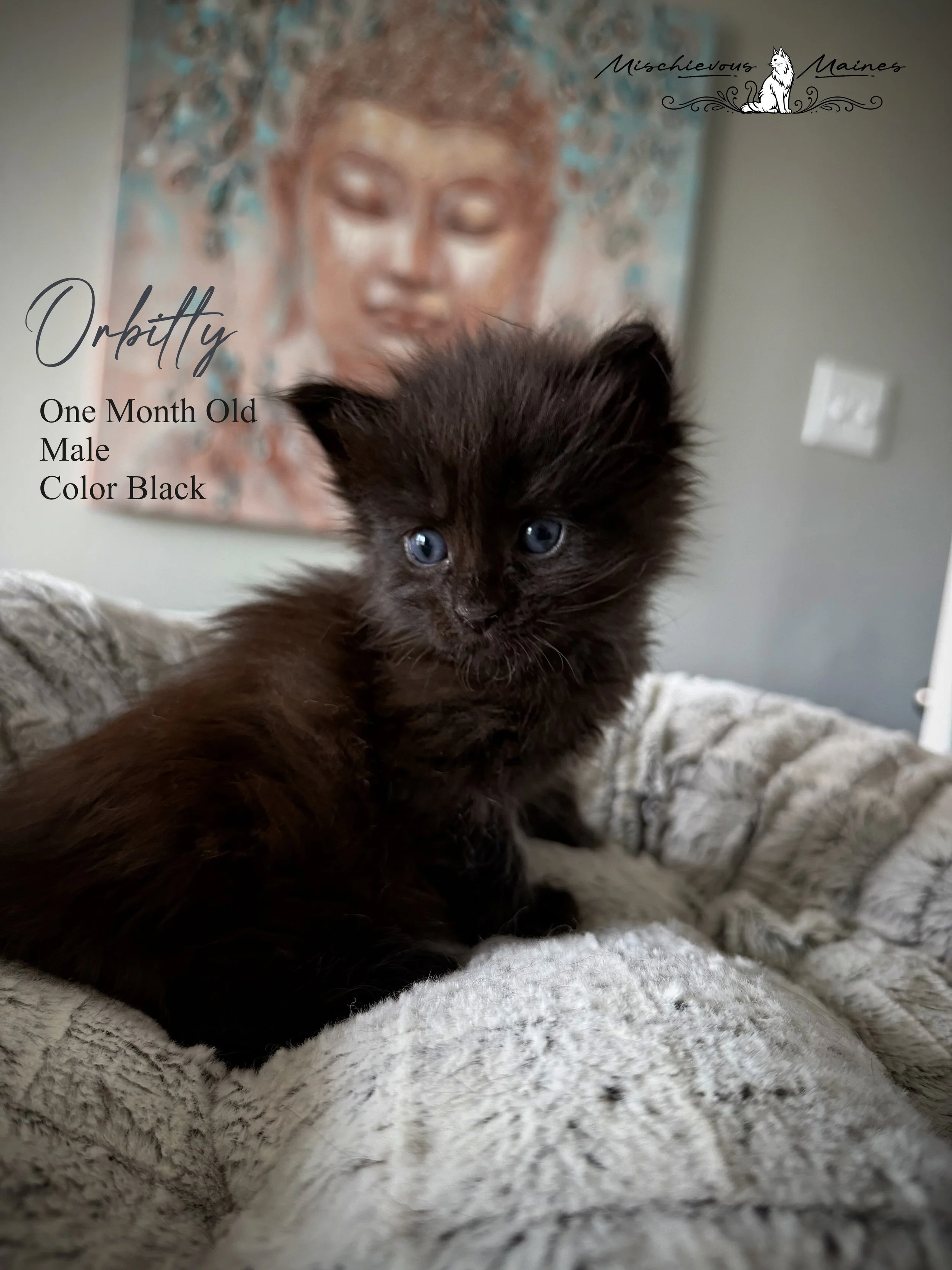 A tiny black and white kitten with blue eyes resting on a soft, cream-colored blanket.