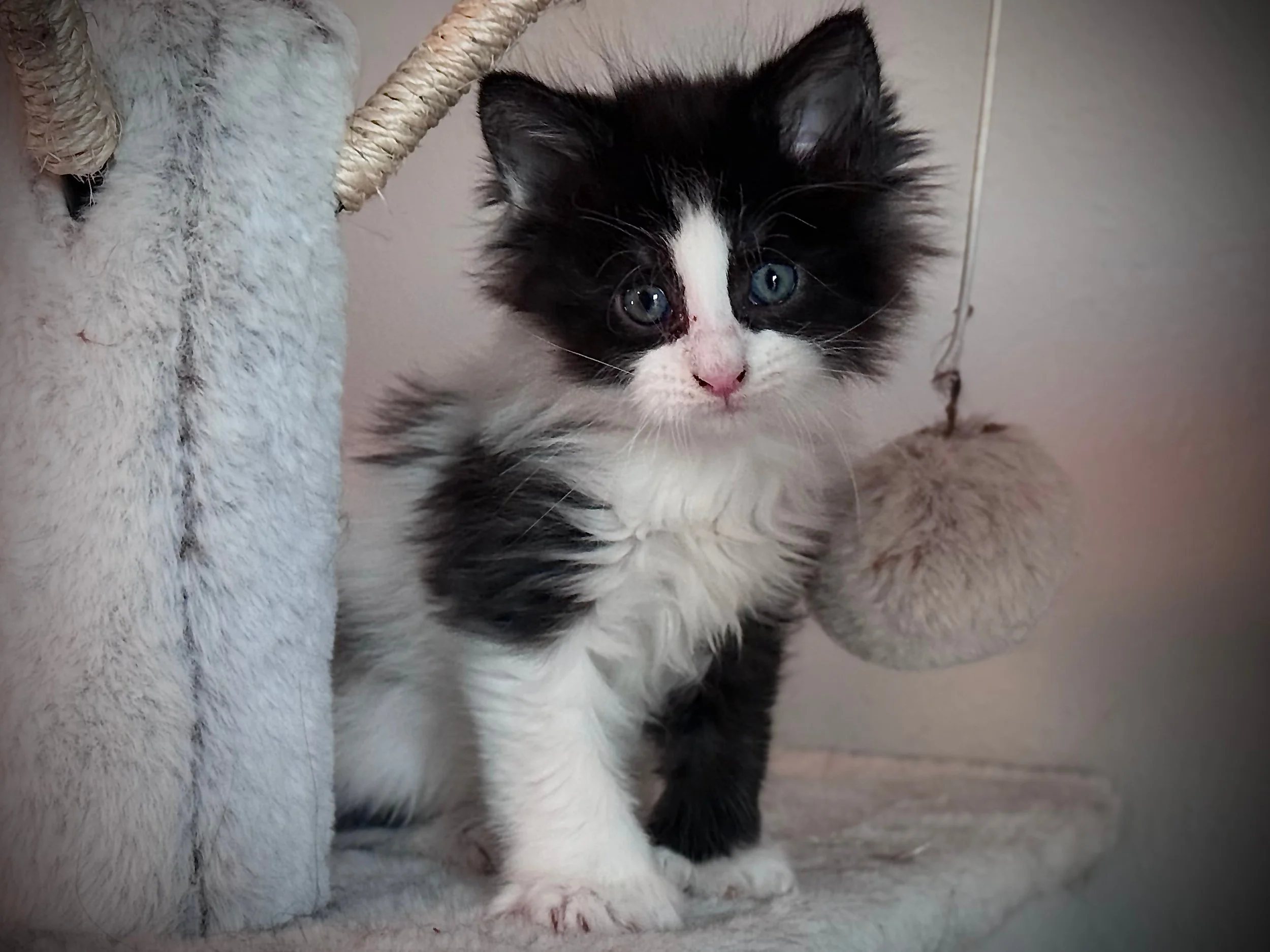 A tiny black and white kitten with blue eyes resting on a soft, cream-colored blanket.