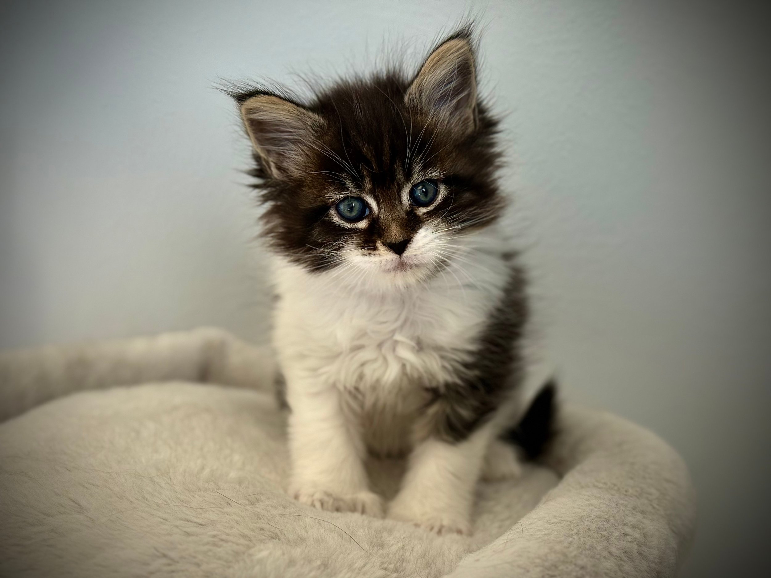 Close-up of a fluffy kitten with blue eyes lying on a soft surface next to a yellow and blue ball of yarn.