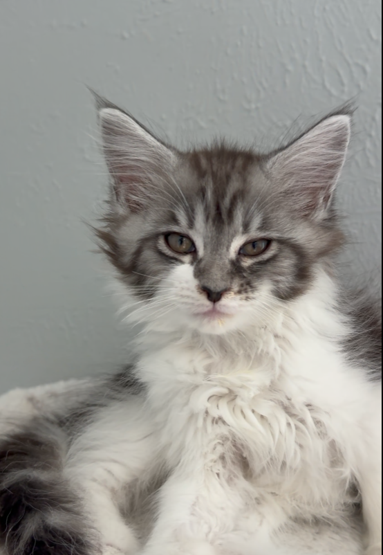 A close-up of a gray tabby kitten with large blue eyes and a soft pink nose, lying on a beige surface with a green blanket in the background.