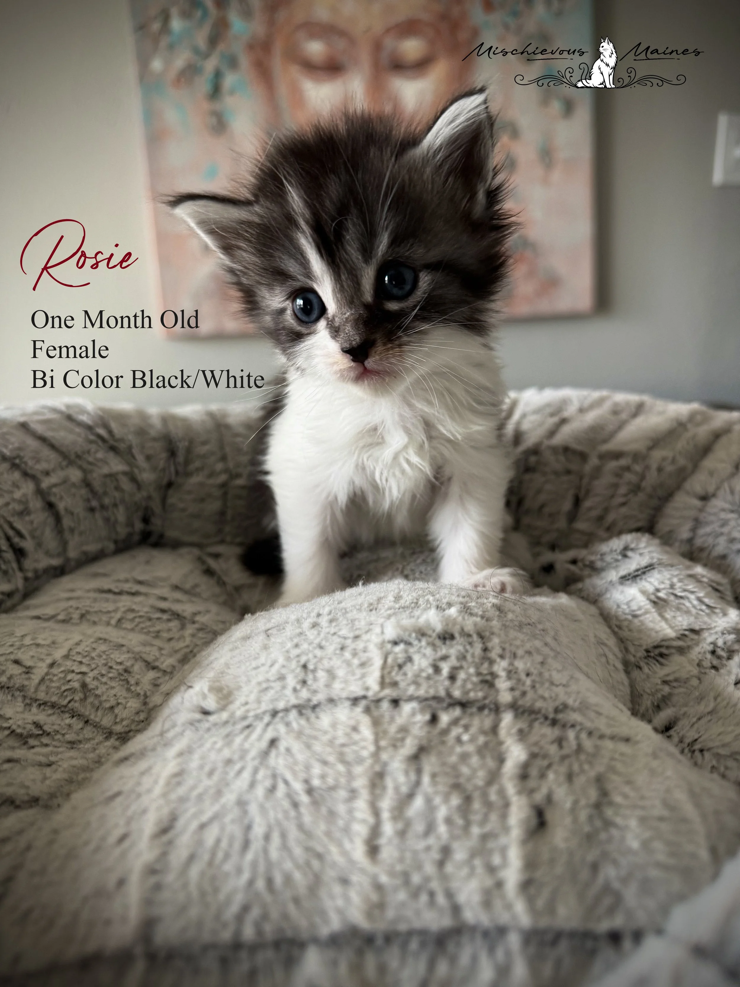 A close-up of a gray tabby kitten with large blue eyes and a soft pink nose, lying on a beige surface with a green blanket in the background.