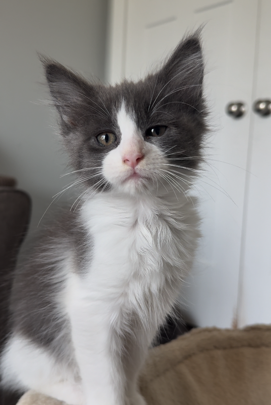 A small kitten with gray and white fur and blue eyes lying on a soft blue pillow, with a beige blanket underneath.