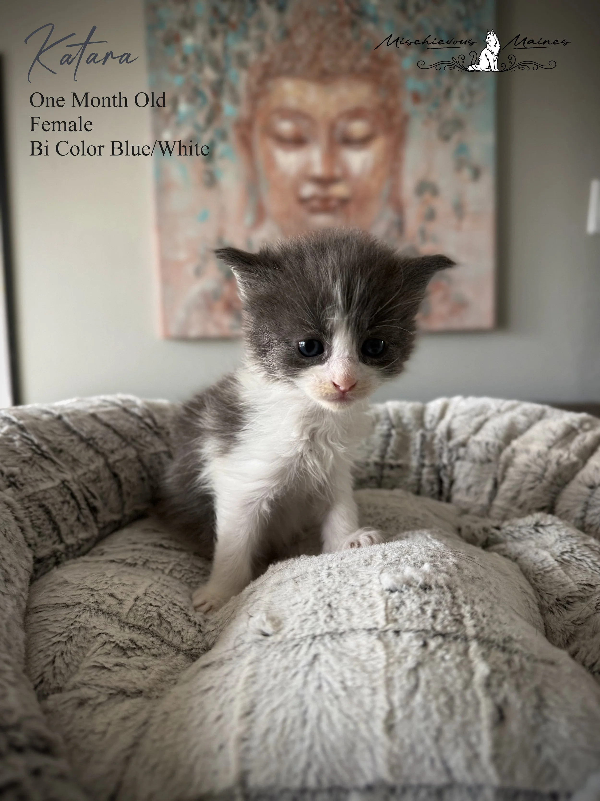 A small kitten with gray and white fur and blue eyes lying on a soft blue pillow, with a beige blanket underneath.