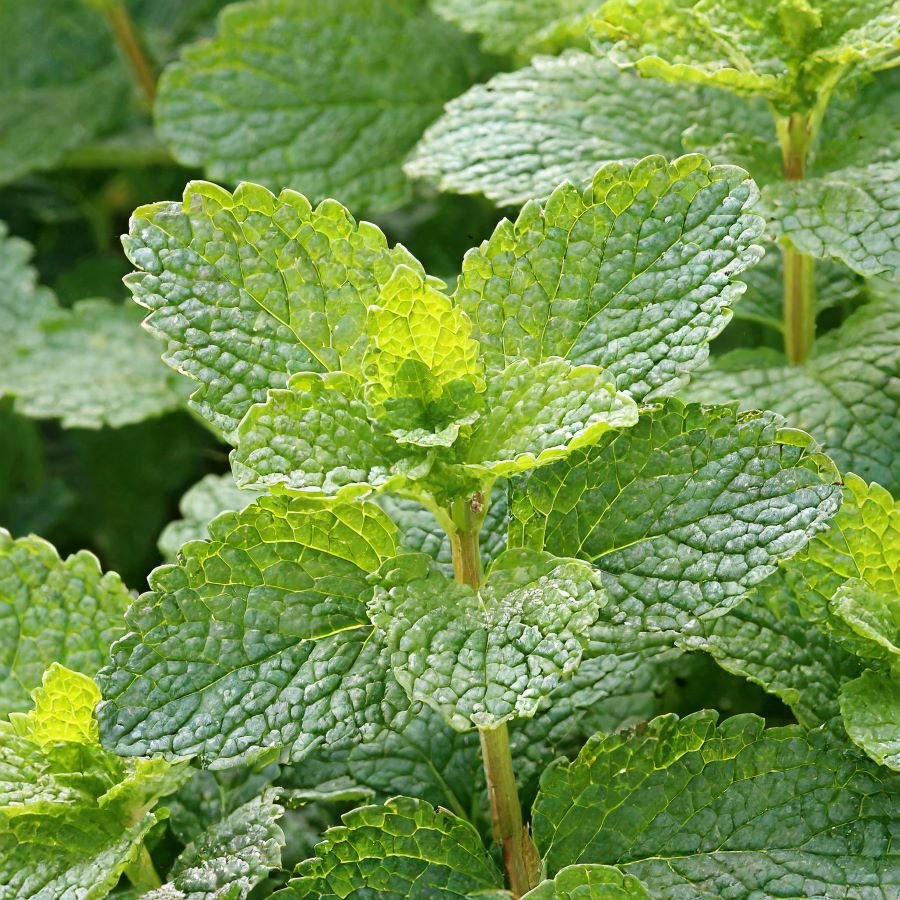 Lemon-balm.jpg