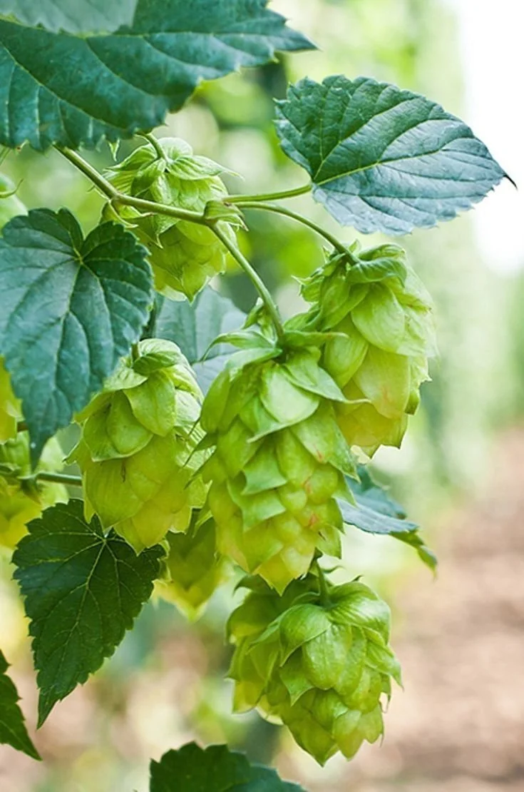 hops.jpg