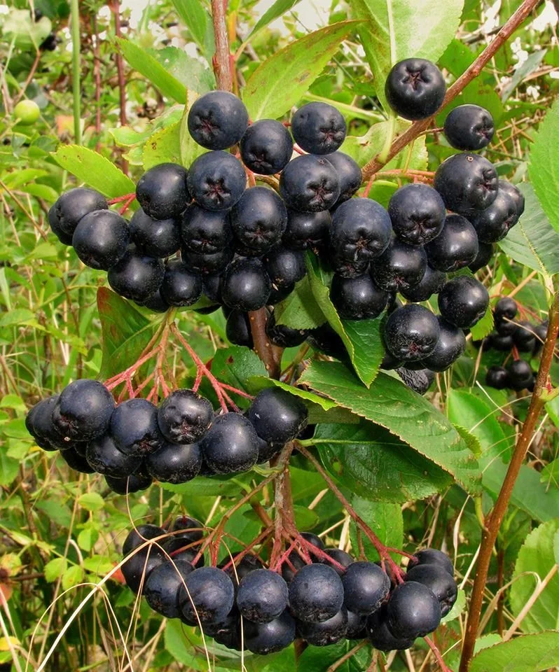 aronia.jpg