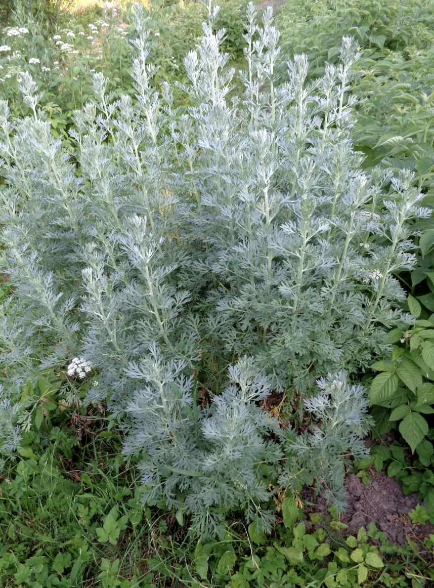 Screenshot 2025-01-08 at 11.10.28 AM.png