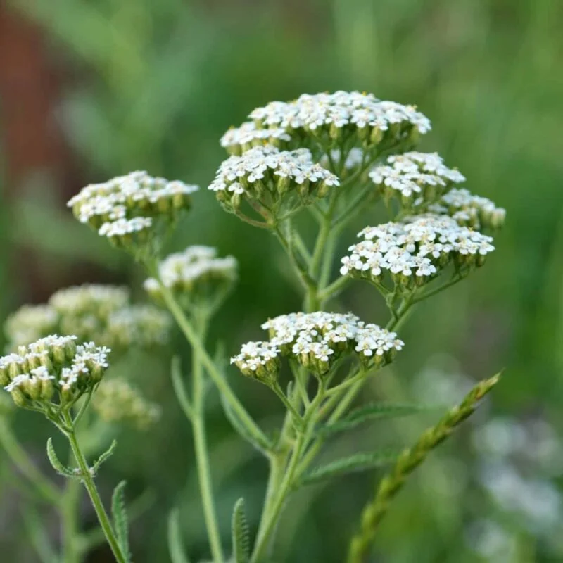 yarrow.jpg