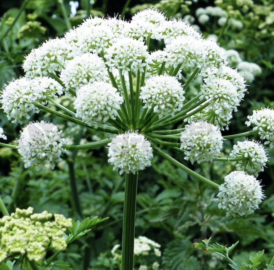 Screenshot 2025-08-04 at 12.01.56 PM.png