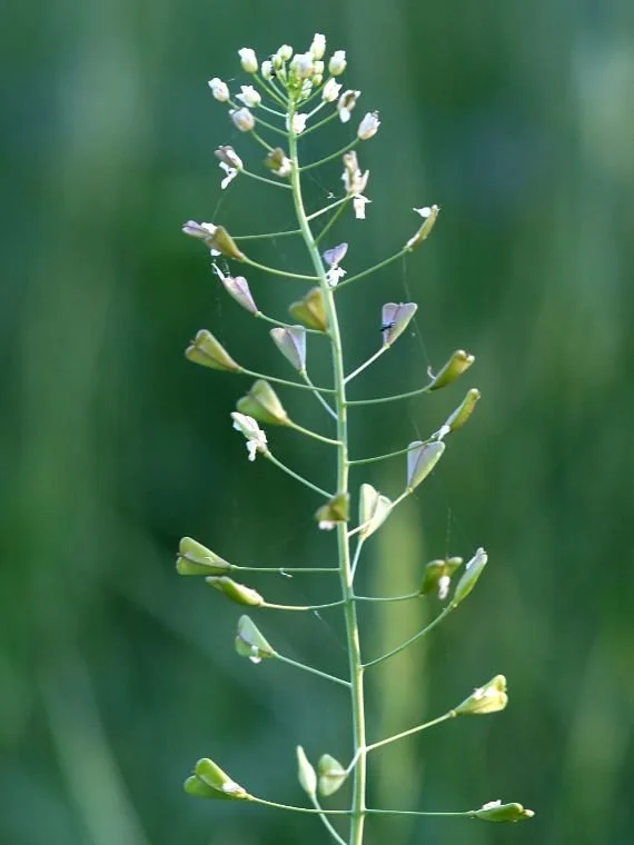 Shepherd's Purse Wholesale