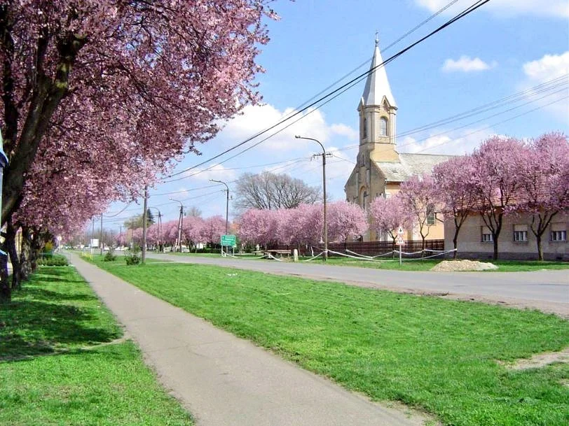 A photo of the main street in Kunágota in Békés County in Hungary, which was made famous in Wales by Magyar Cymru during Christmas 2019, featuring the village's yellow church and pink blossoming trees.