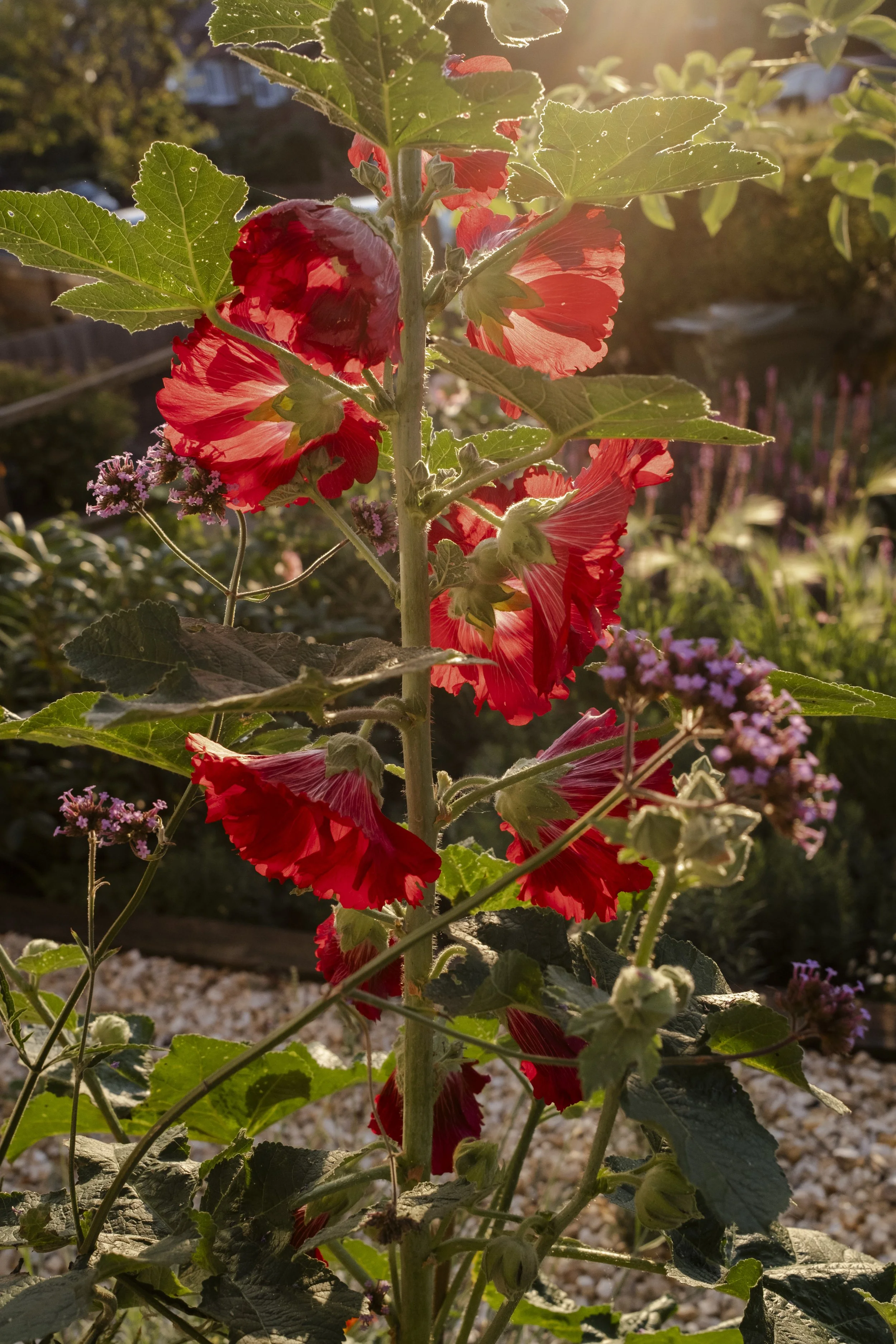 DSCF4175.jpg
