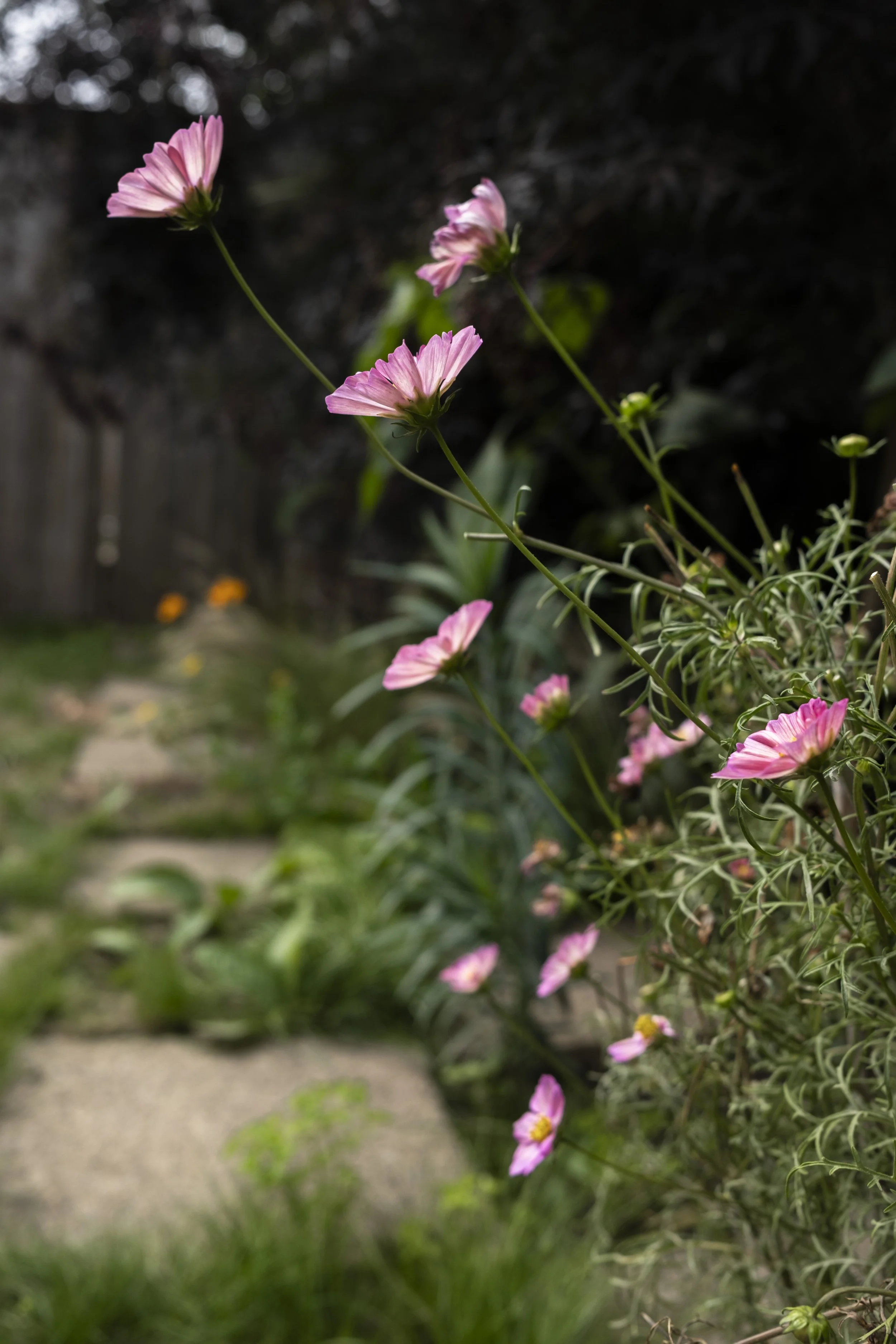DSCF4297.jpg