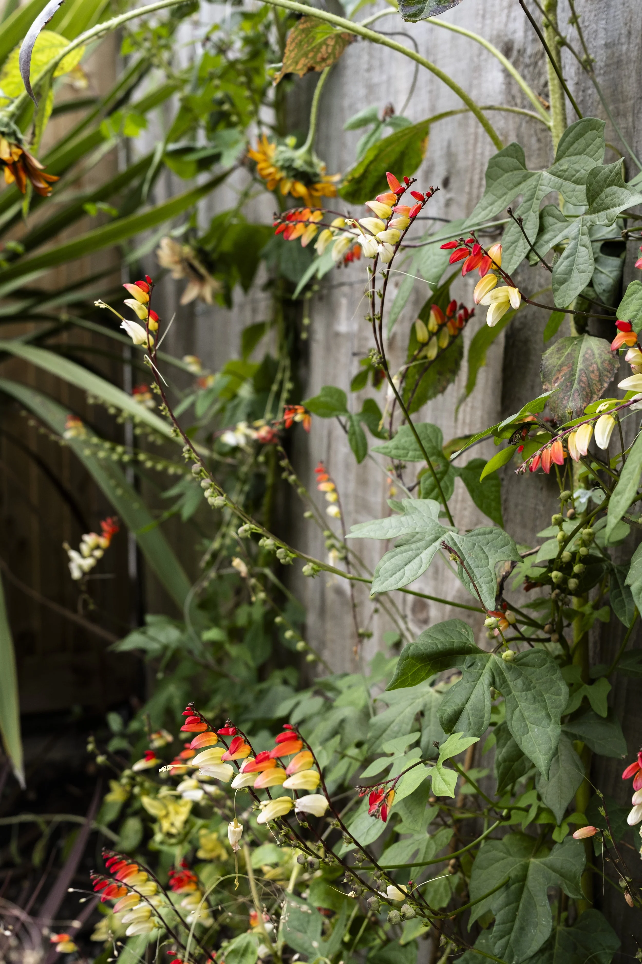 Crystal Palace rental