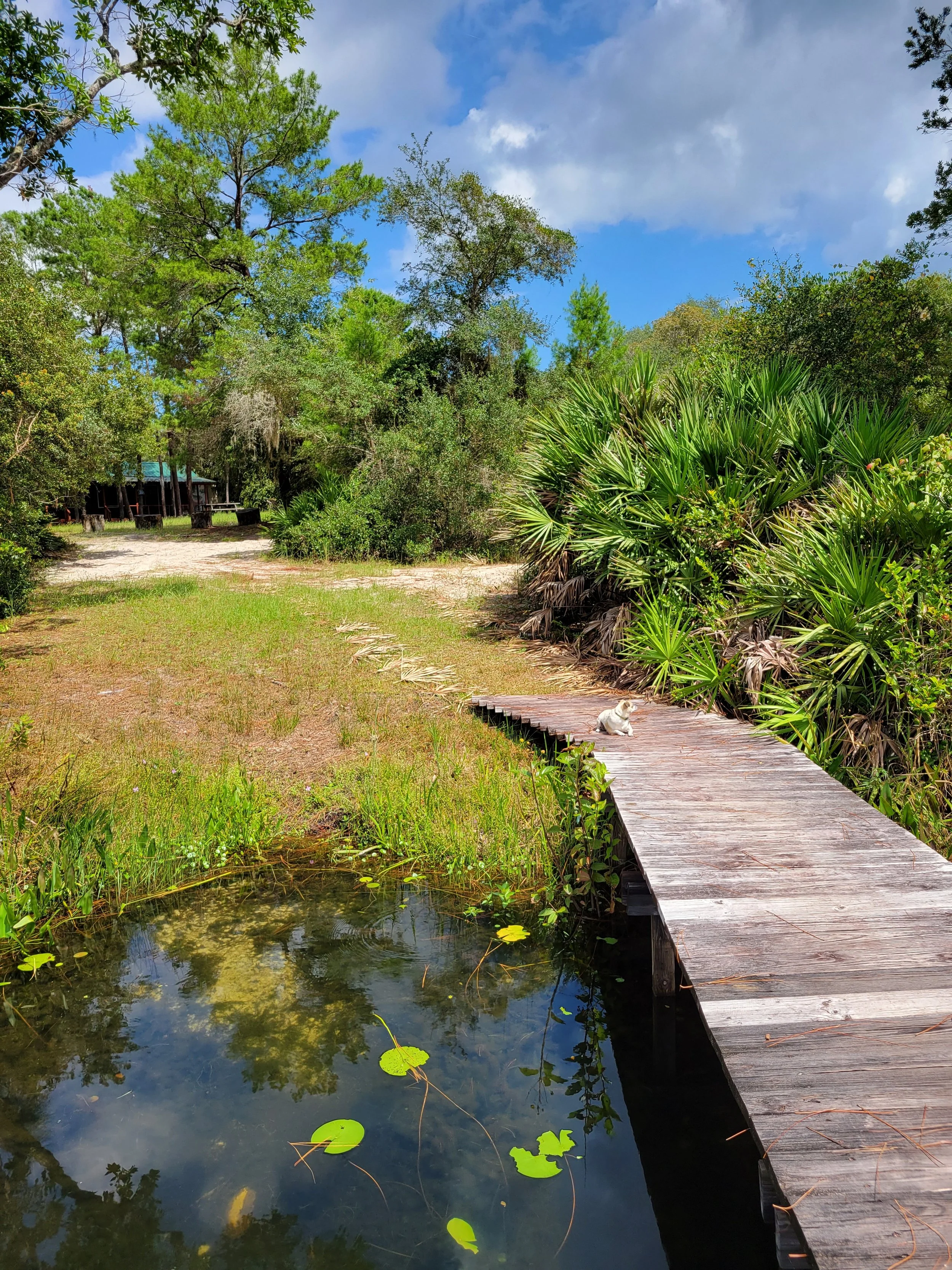 A wooden pathway next to a small pond with lily pads in a lush, green, tropical landscape. There is a white cat resting on the pathway near dense bushes and trees under a partly cloudy sky.