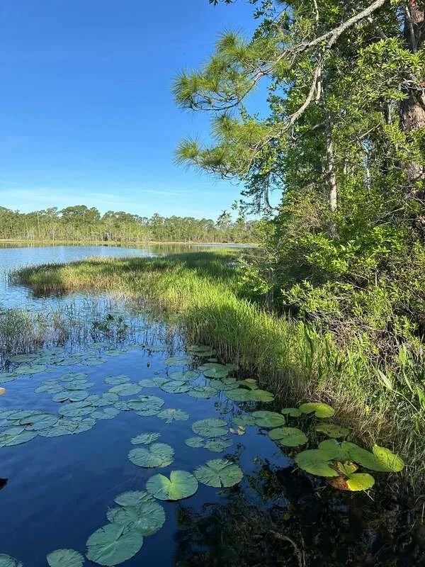 A peaceful wetland scene with water lilies on a calm water surface, surrounded by tall grasses and trees, under a clear blue sky.