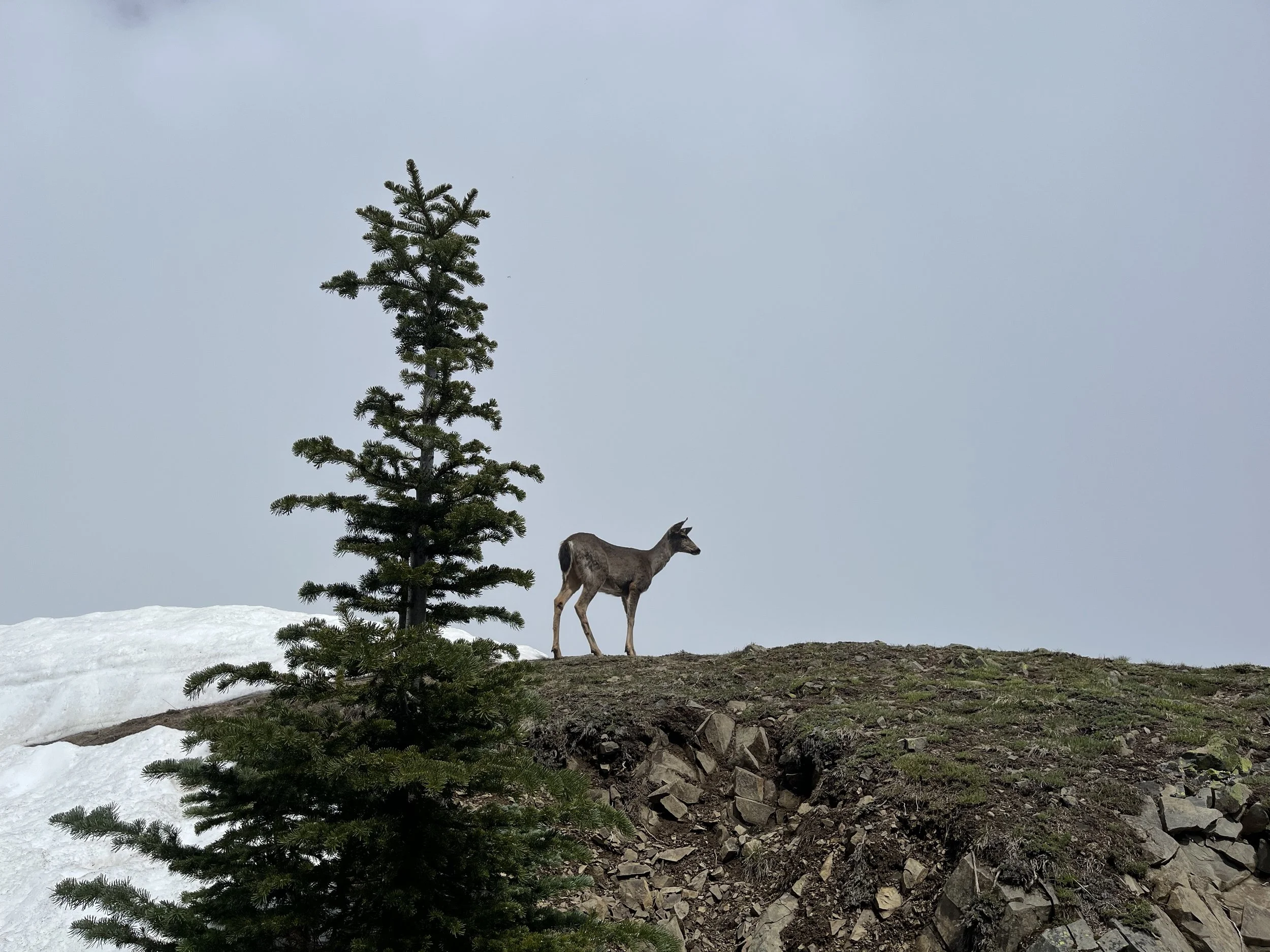 A young mountain goat standing on a rocky hill near a pine tree with snow on the ground, under a cloudy sky.