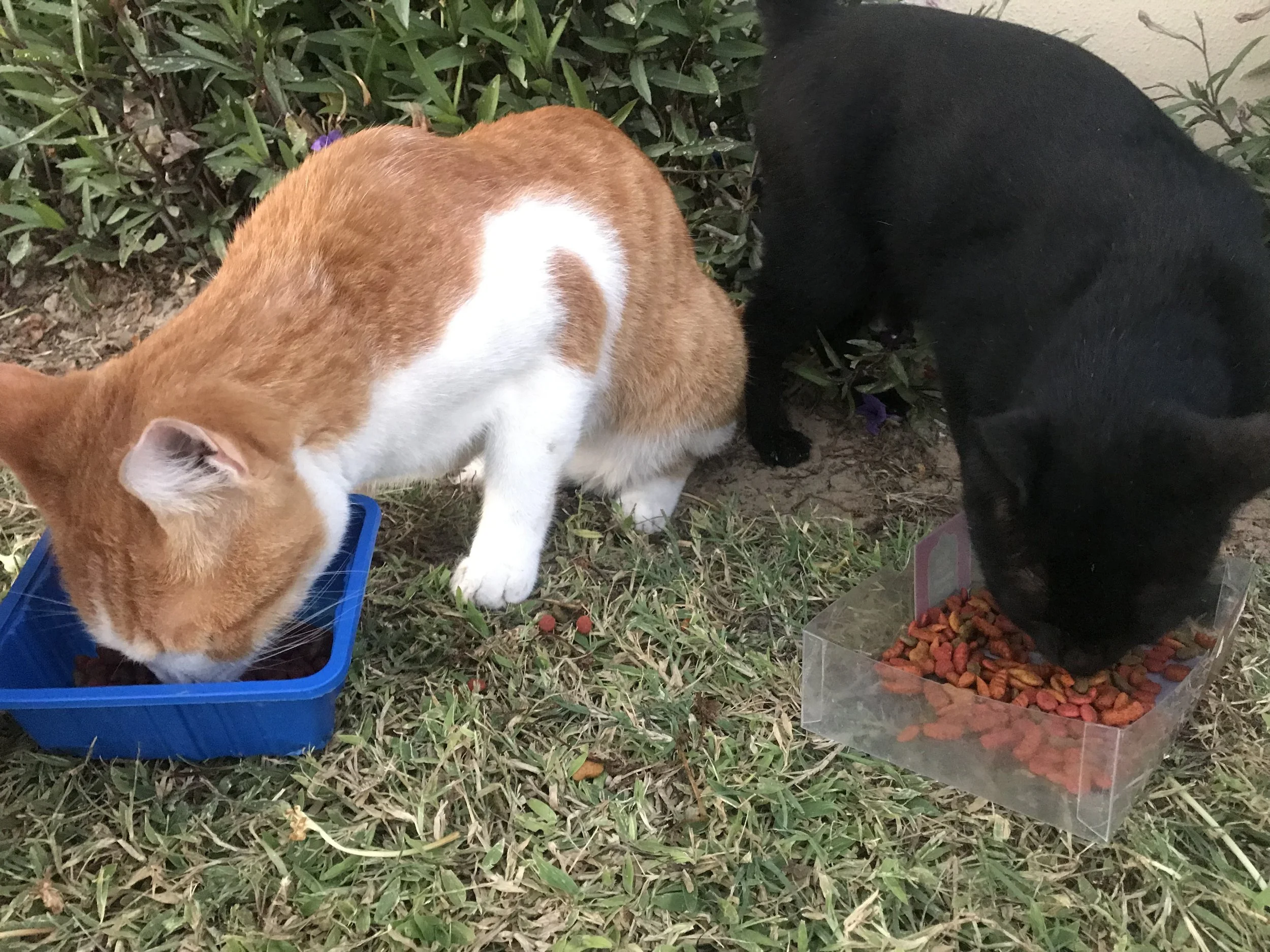 Two cats eating from separate food containers outdoors on grass, with greenery in the background in Dubai.