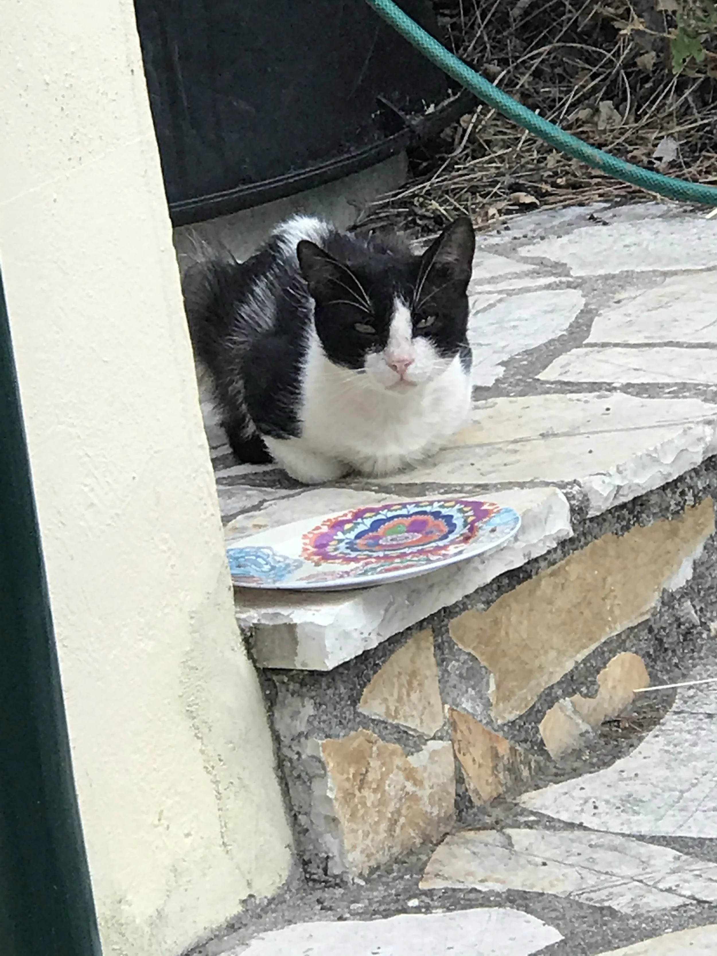 Black and white cat resting quietly on stone steps outdoors.
