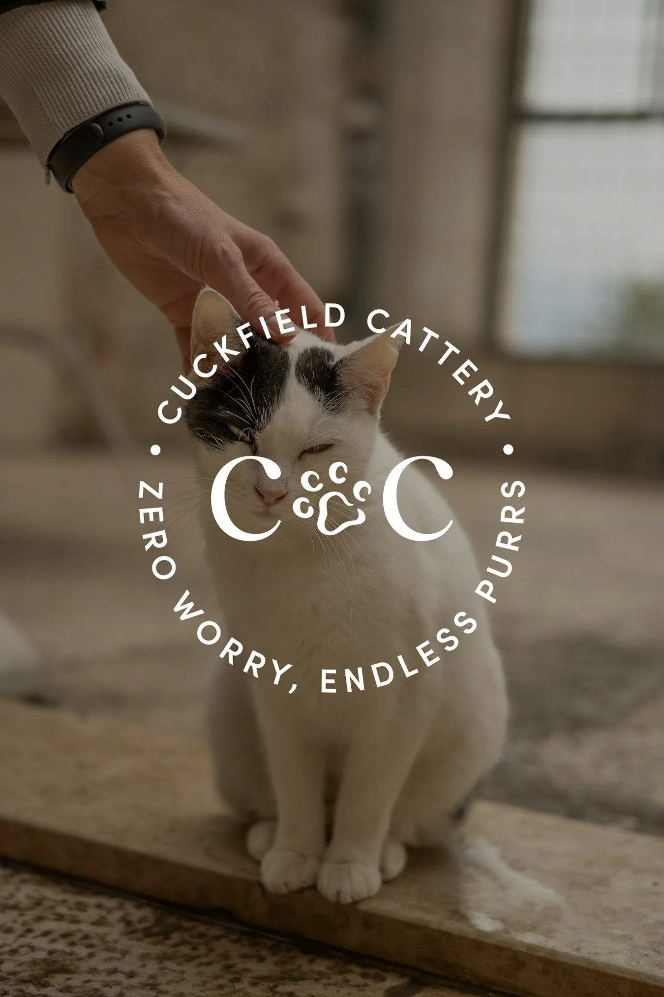 A white cat with black markings being petted on the head by a person's hand, sitting on a wooden floor.