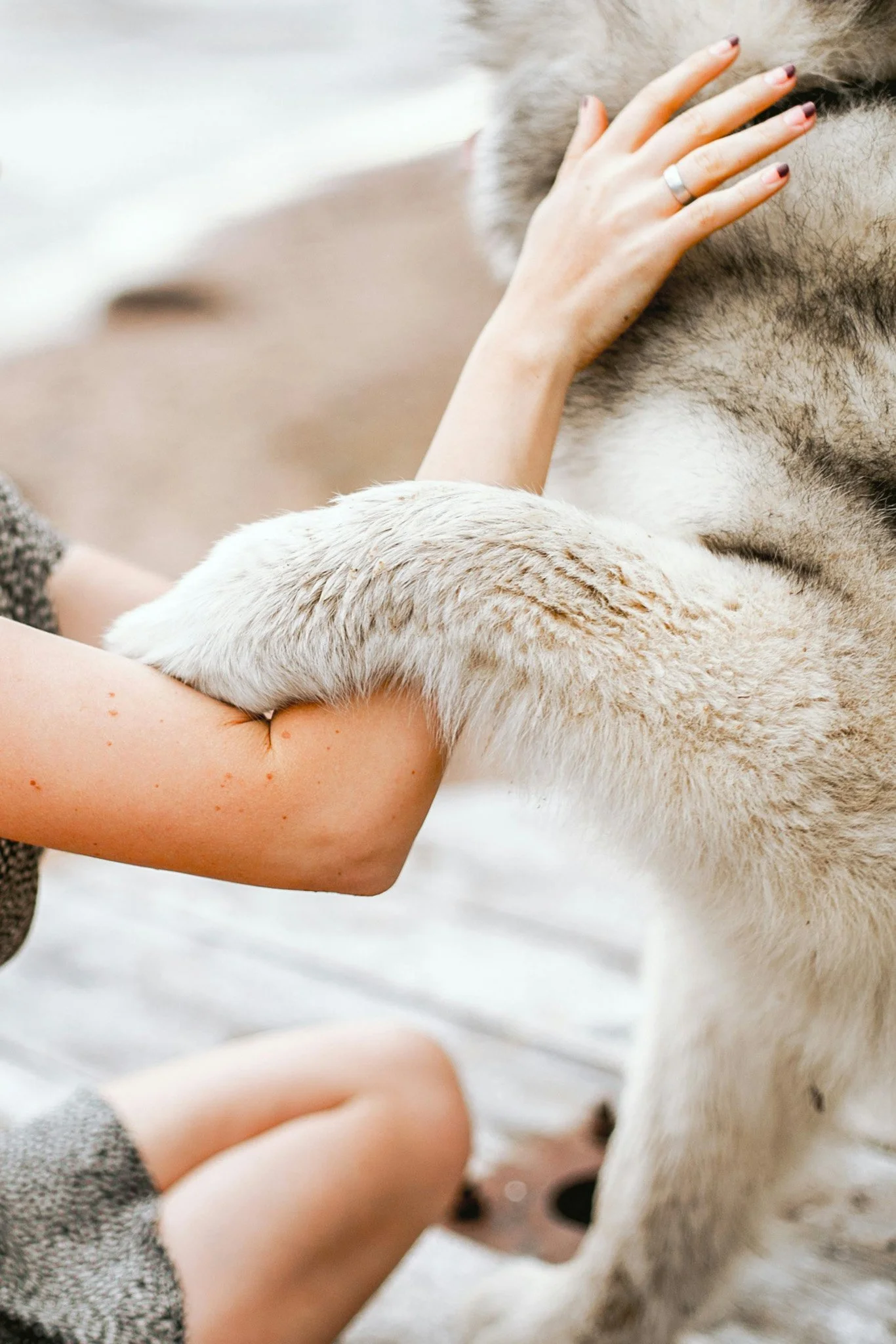 A person petting a dog with their hand on the dog’s face and arm. The dog has light-colored fur and the person's hand has a silver ring.