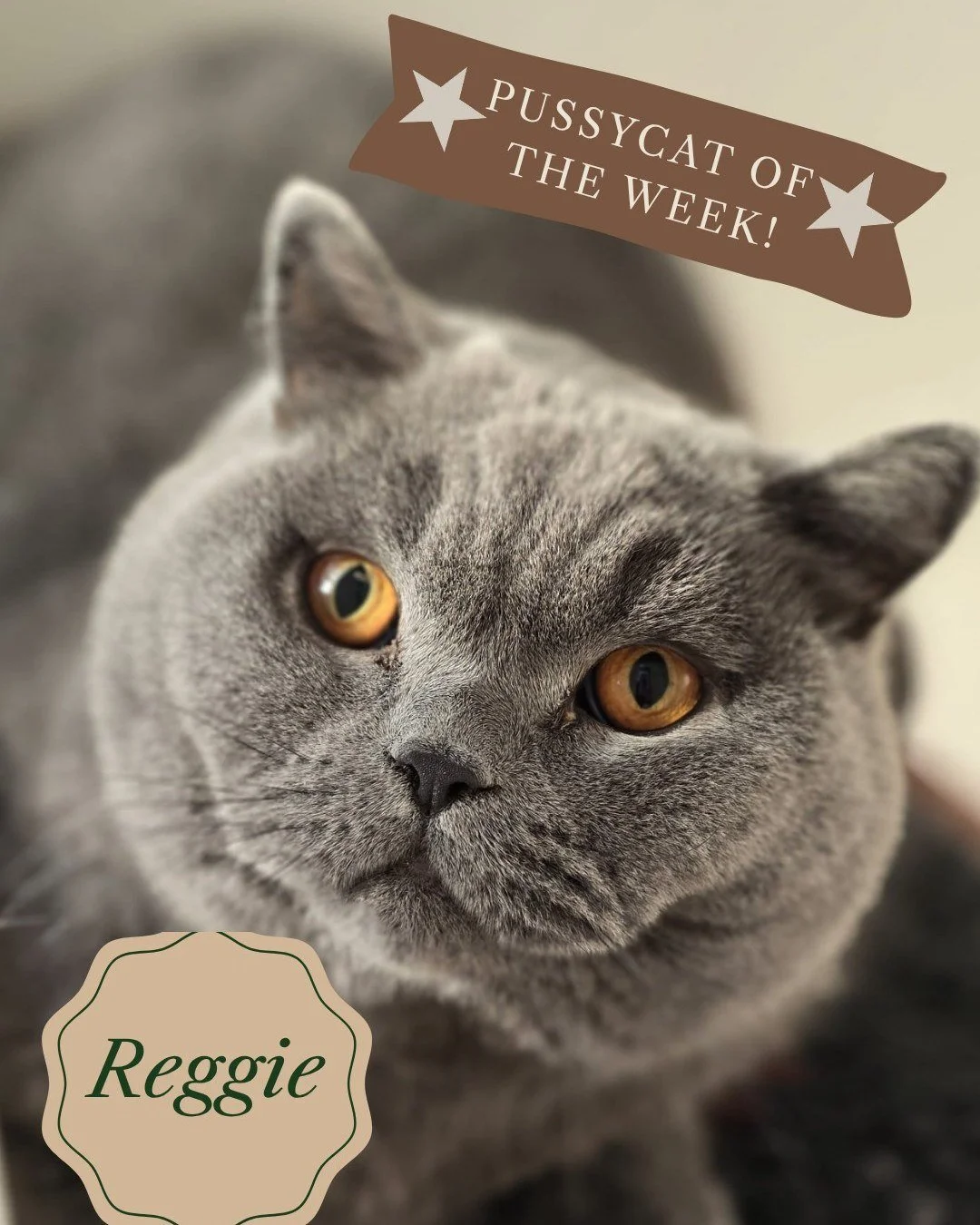 Close-up photo of a gray cat with amber eyes, with a sticker on the top right corner that says 'Pussycat of the Week!' and a label on the bottom left that says 'Reggie.'