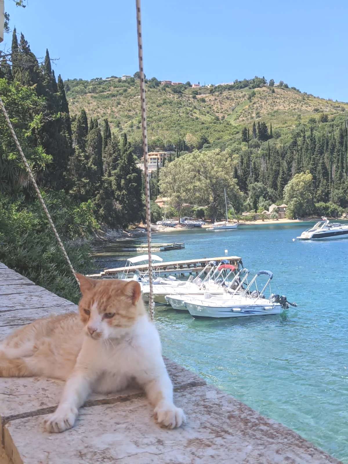 A ginger and white cat lying on a stone ledge by a waterfront with boats and lush green hills in the background.