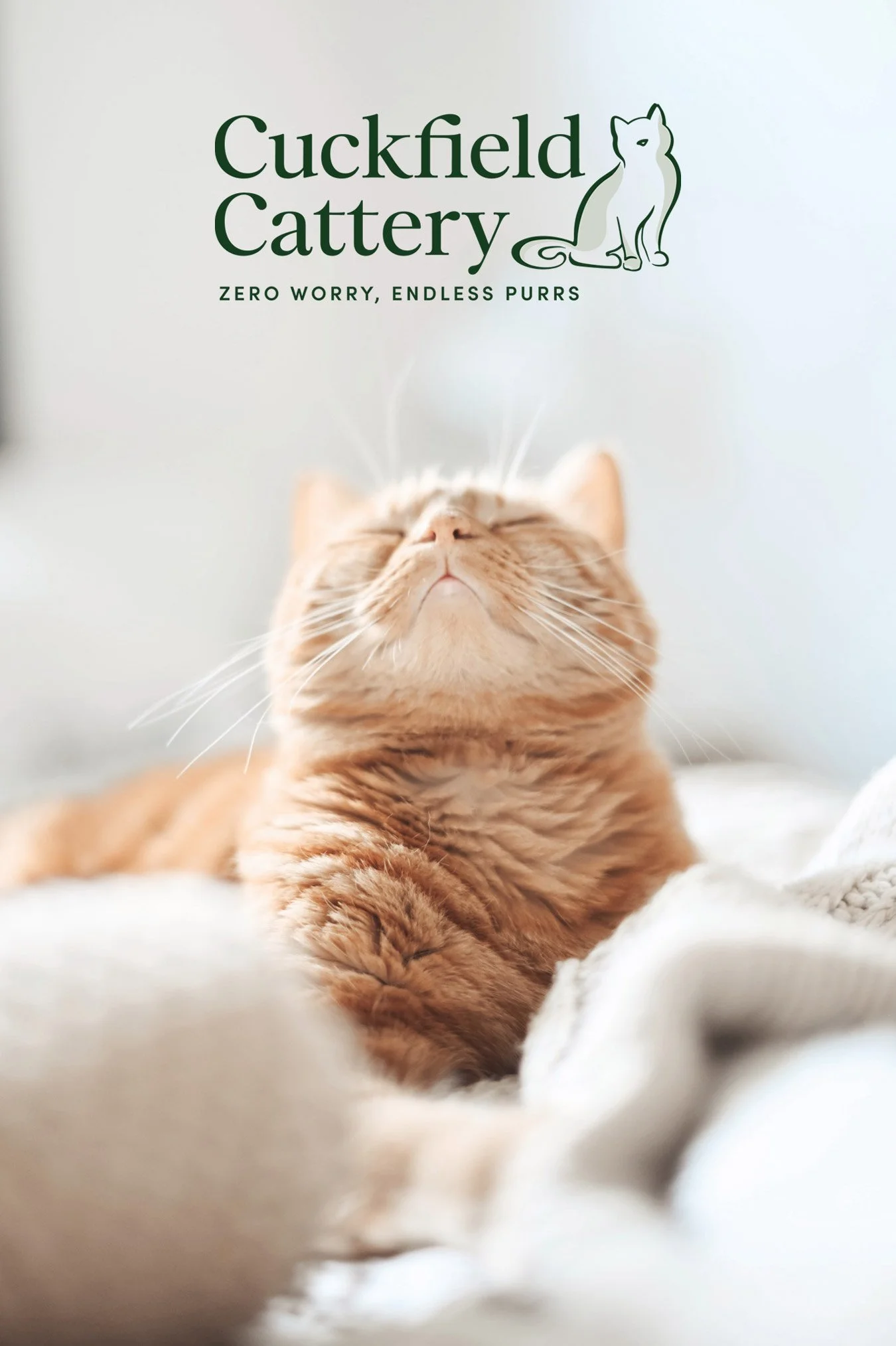 A close-up of an orange tabby cat with closed eyes, lying on white fabric, and steam rising from its nose, with text in the top left corner reading "Cuckfield Cattery" and a minimalistic illustration of a cat.