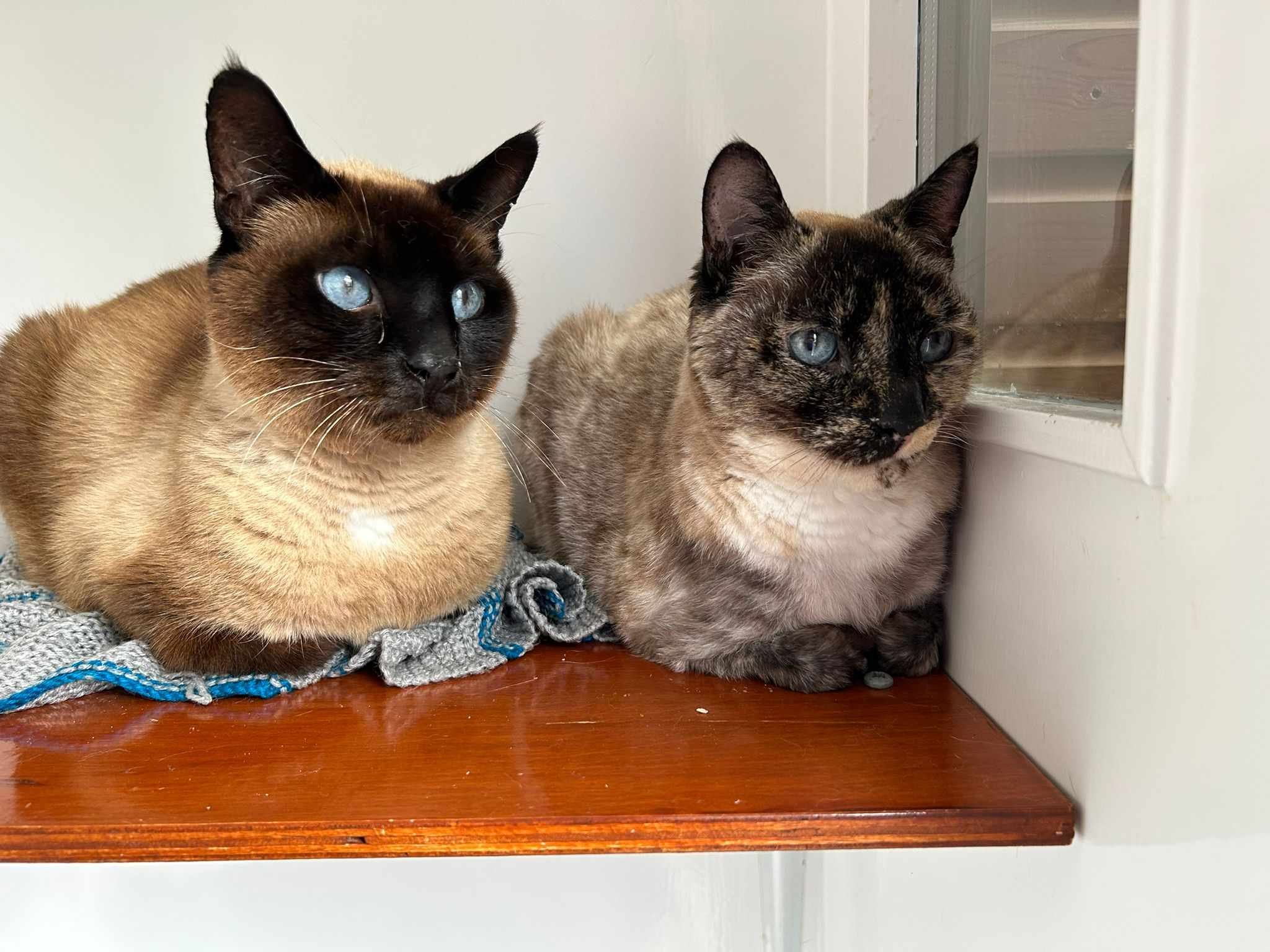 Two cats with blue eyes sitting on a wooden shelf next to a window, one with dark brown fur and the other with brindle fur.