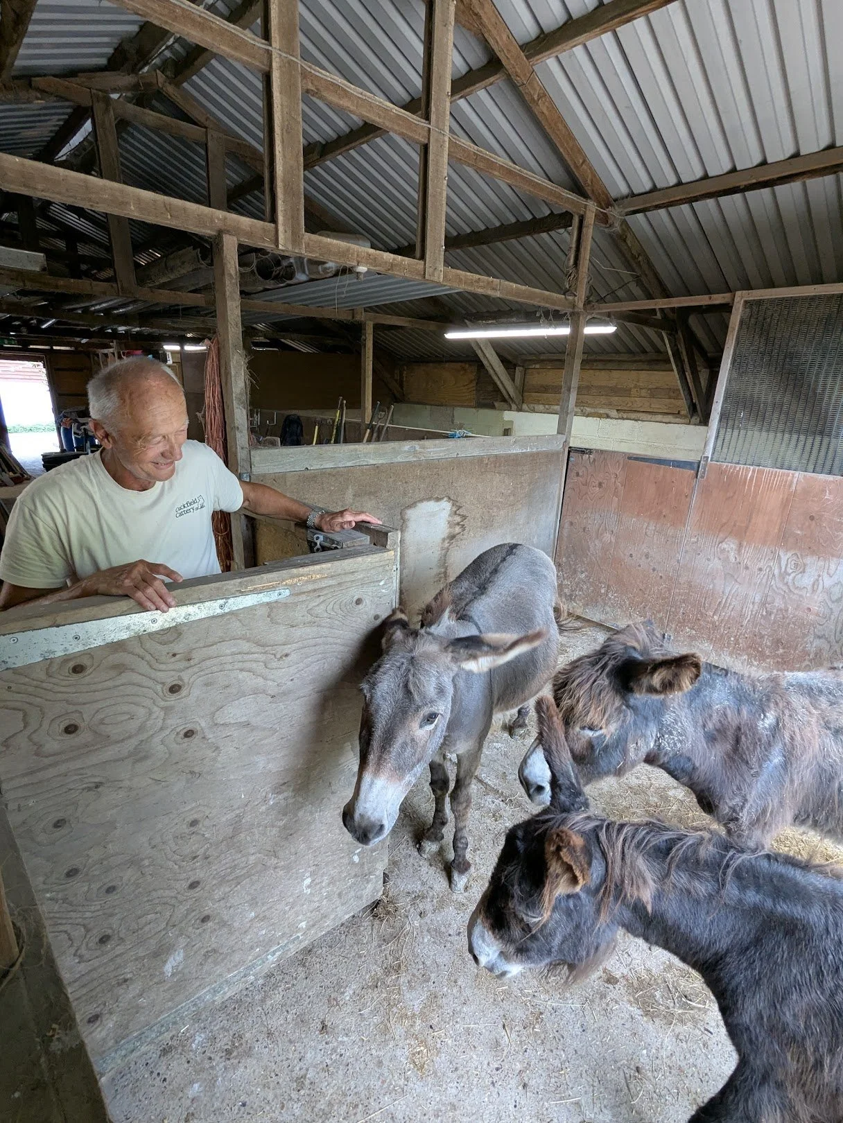 An elderly man smiling at four donkeys inside a barn with wooden walls and a metal roof.